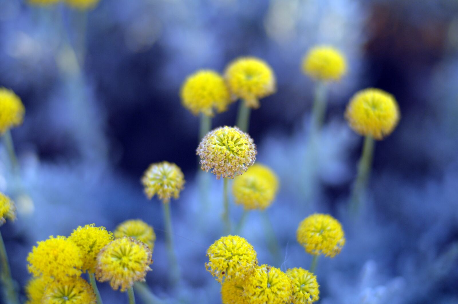Nikon D2Xs sample photo. Flower, plant, nature photography