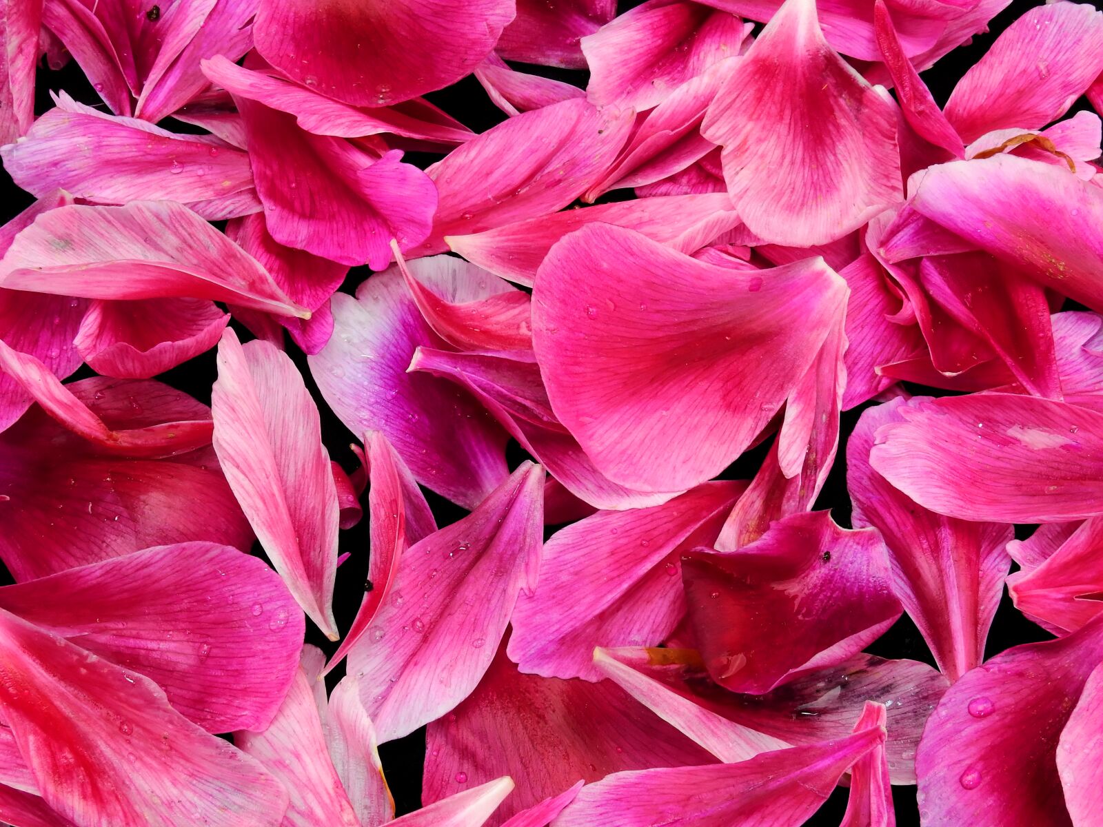 Nikon Coolpix P900 sample photo. Leaves, petals, plant photography