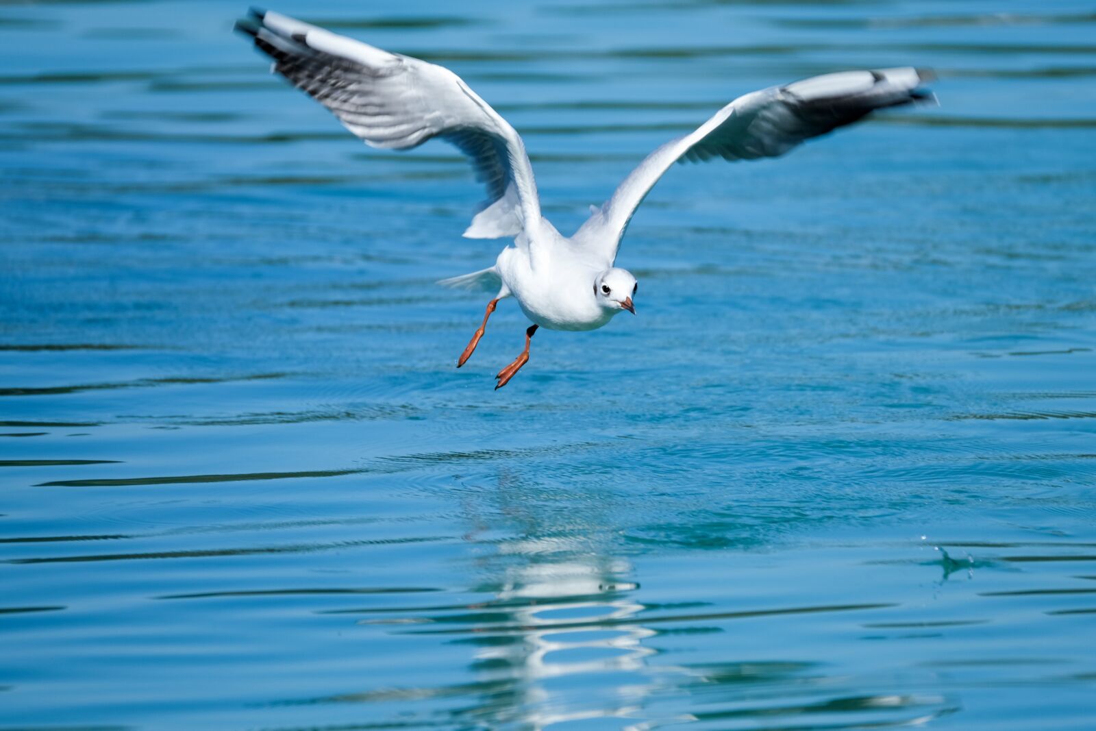 Fujifilm X-T3 sample photo. Seagull, bird, animal photography