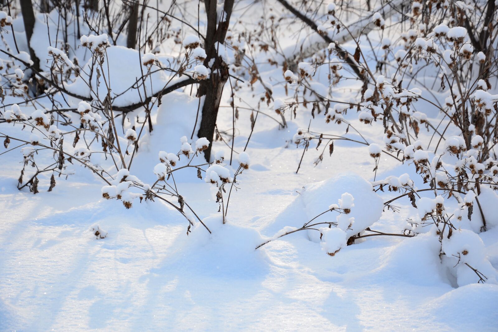 Nikon D3100 sample photo. Winter, snow, nature photography