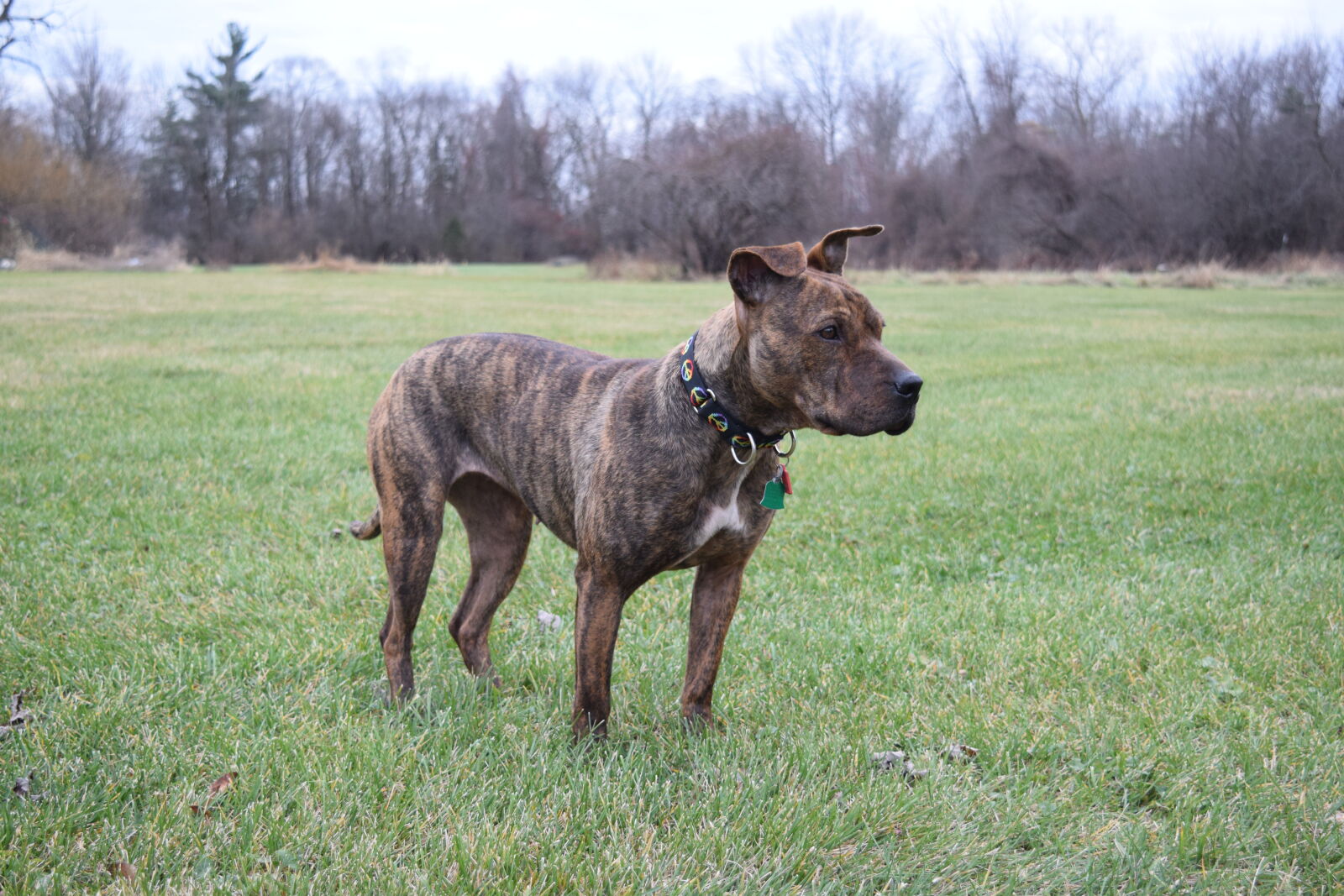 Nikon D3300 sample photo