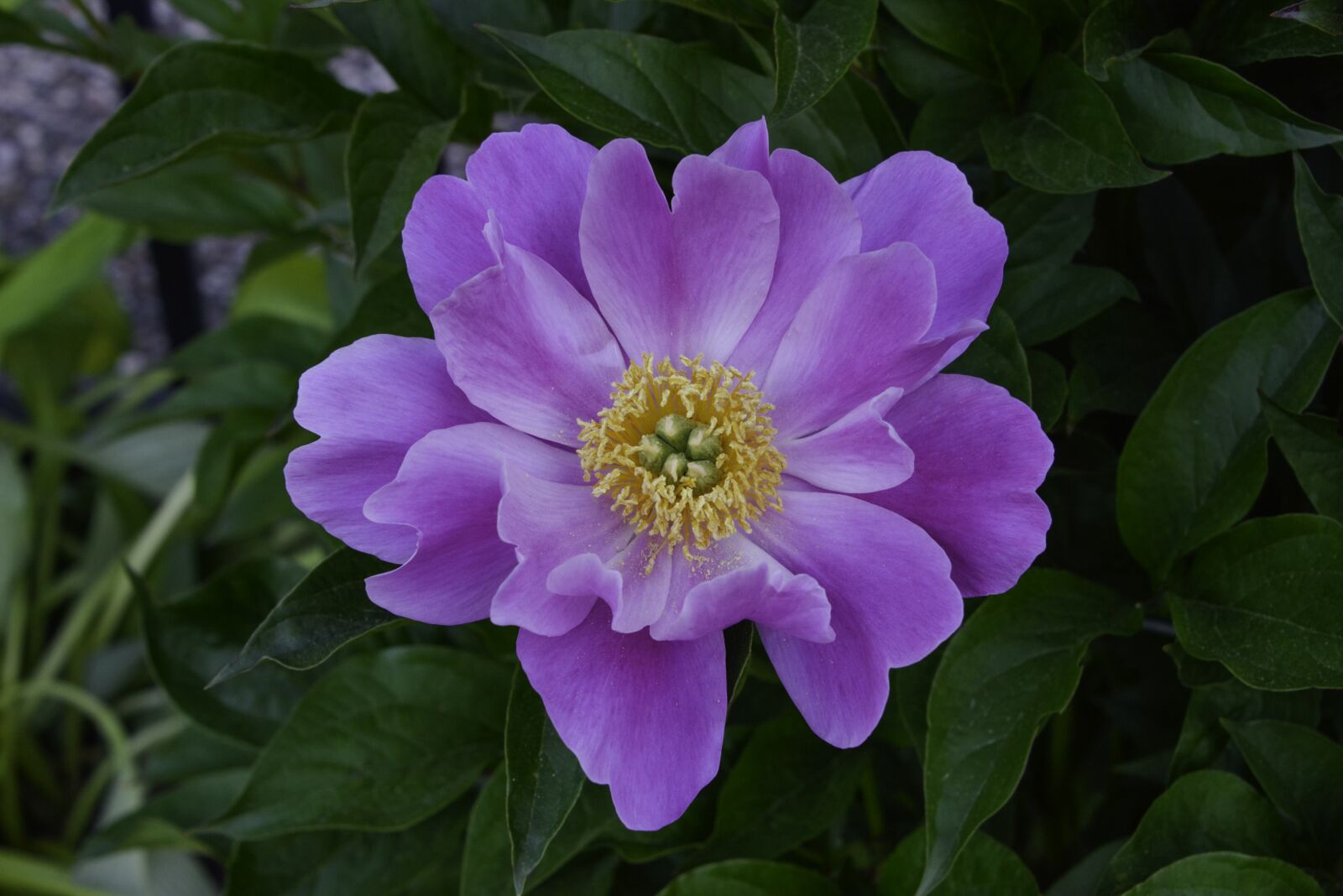 Nikon D800 sample photo. Peony, flower, purple flower photography