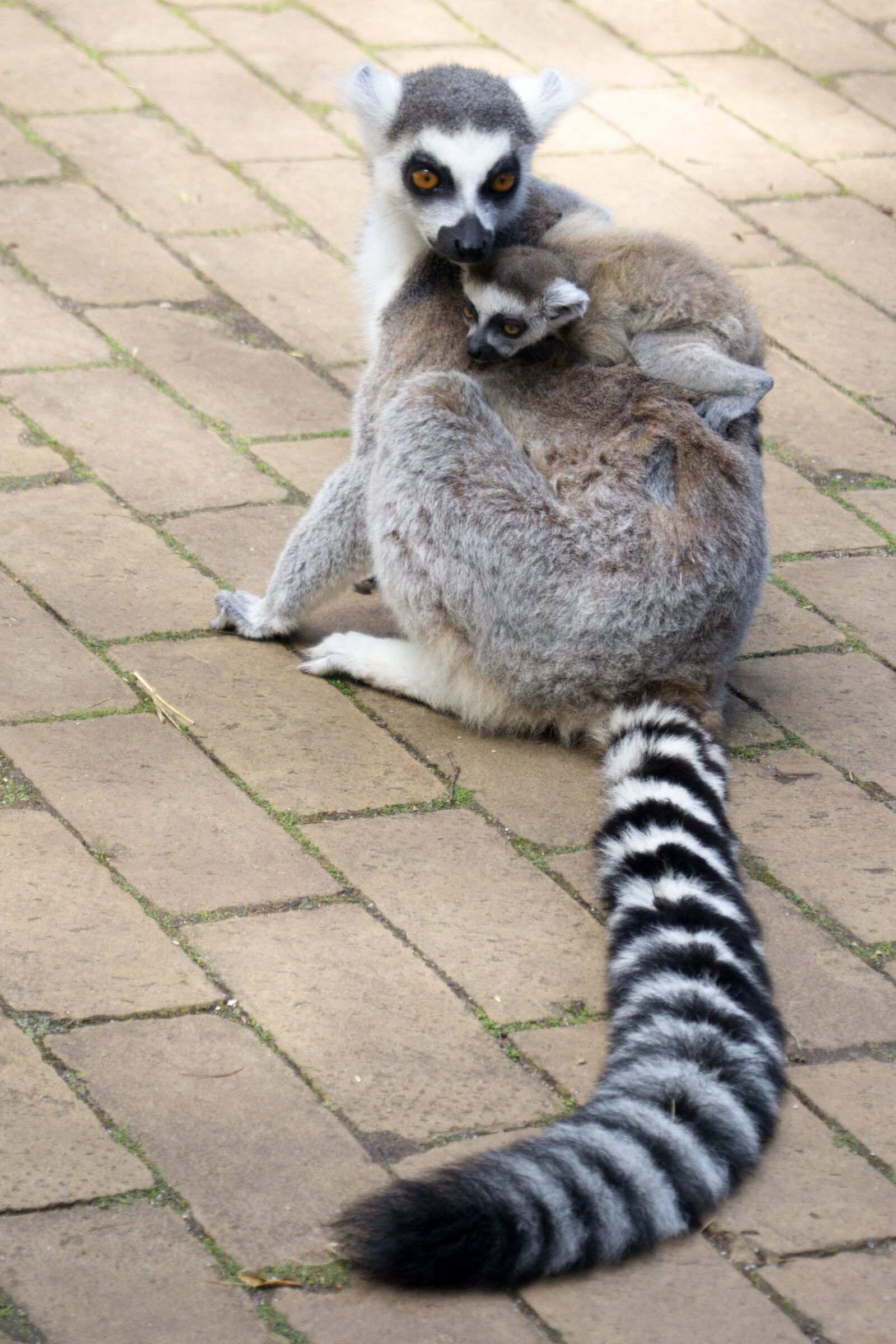 Sony DT 18-55mm F3.5-5.6 SAM II sample photo. Lemurs, lemuraap, lemur photography