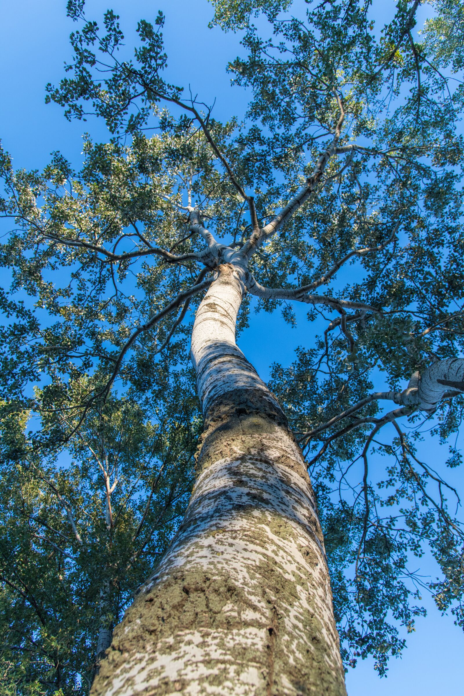 Nikon D850 sample photo. Tree, birch, bark photography