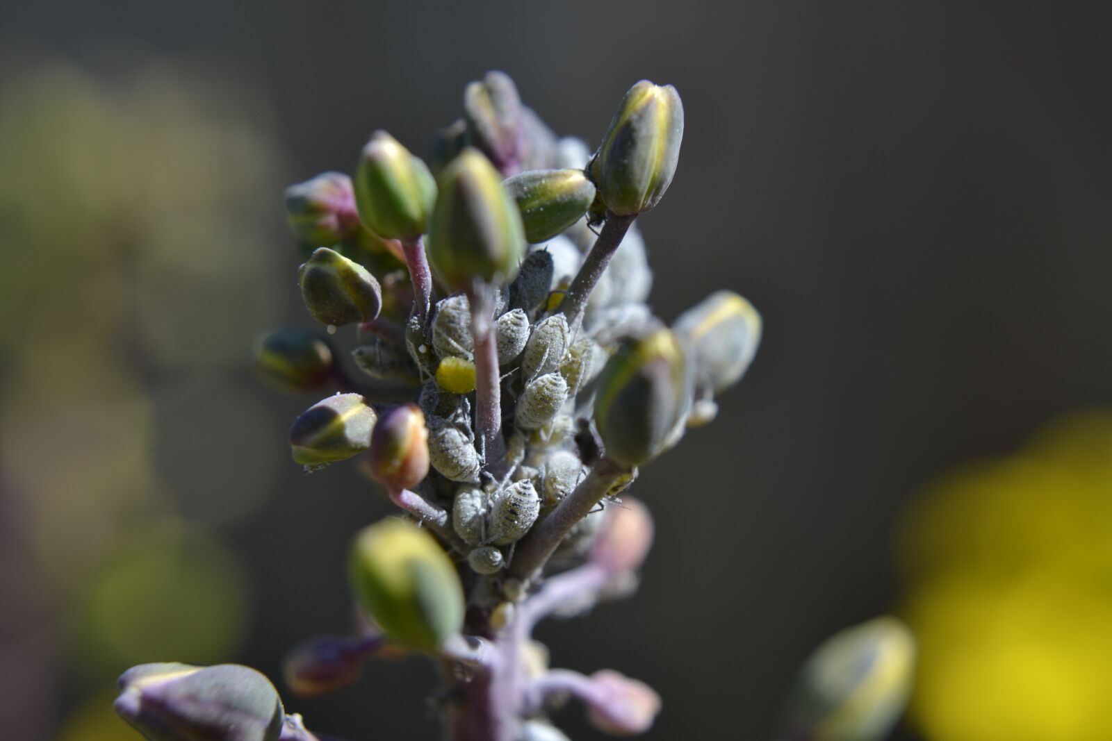 Nikon D3100 sample photo. Aphids, aphis fabae, aphis photography
