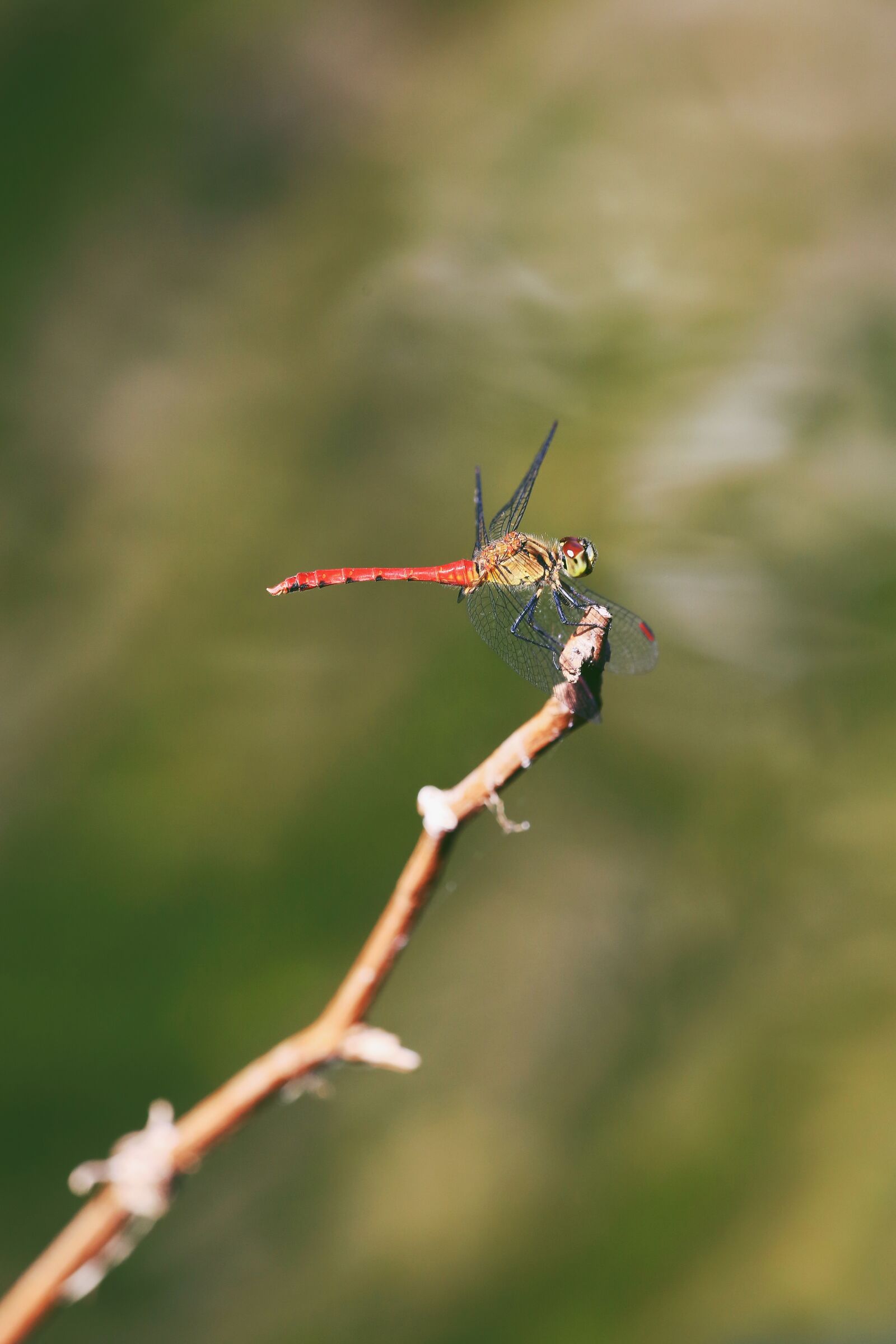 Canon EF 180mm F3.5L Macro USM sample photo. Dragonfly, anisoptera, epiprocta photography