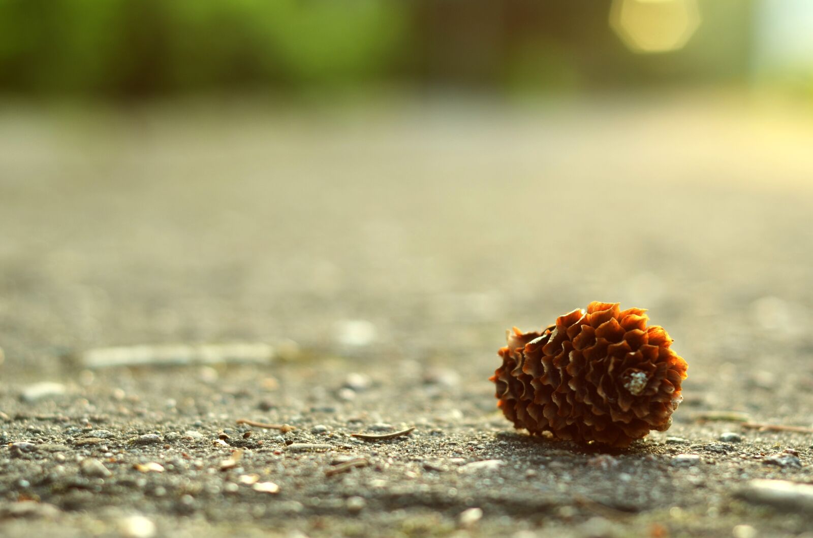 Nikon D5100 sample photo. Nature, outdoors, cone photography