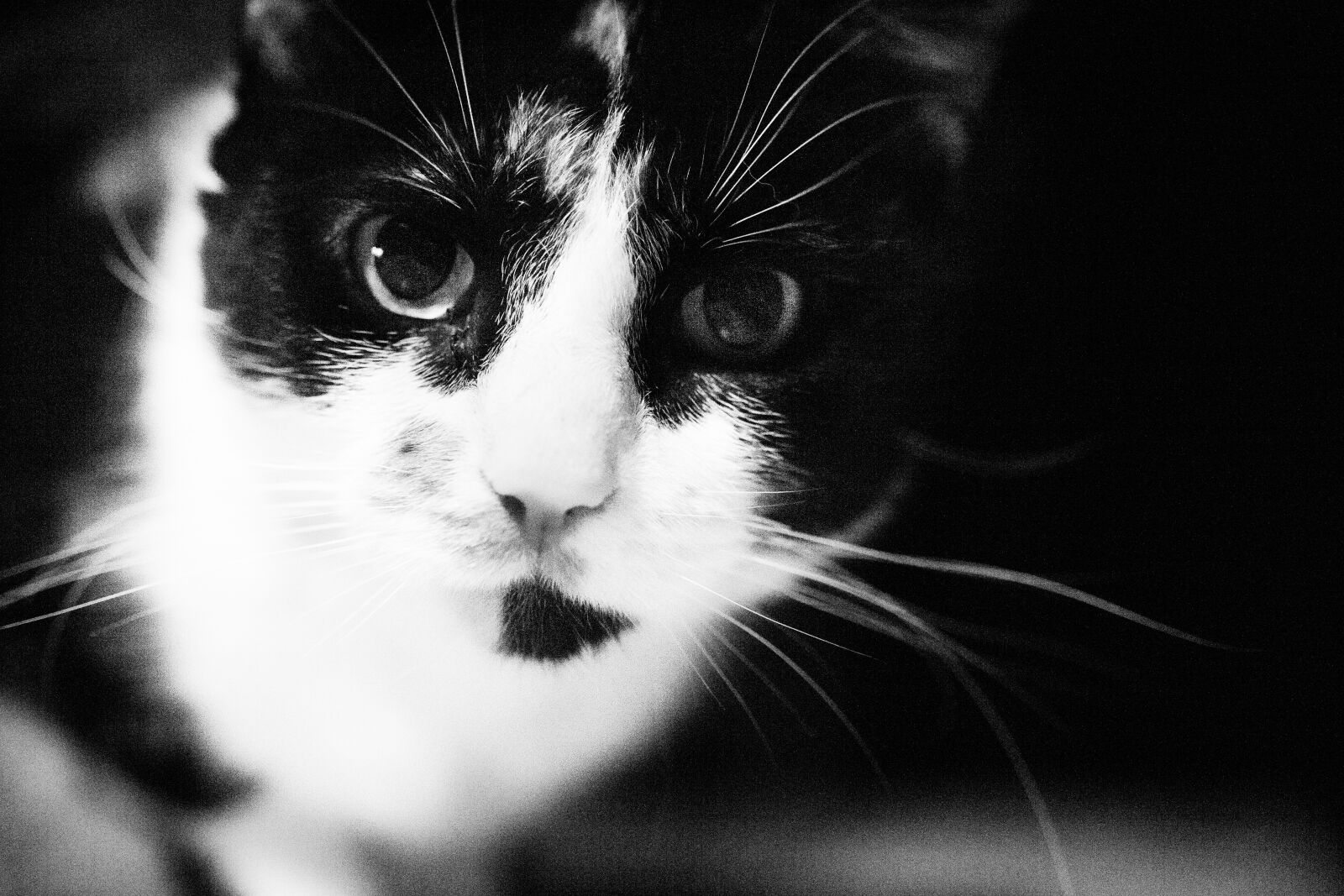 Canon EOS 6D + Sigma 70mm F2.8 EX DG Macro sample photo. Cat, portrait, cute photography