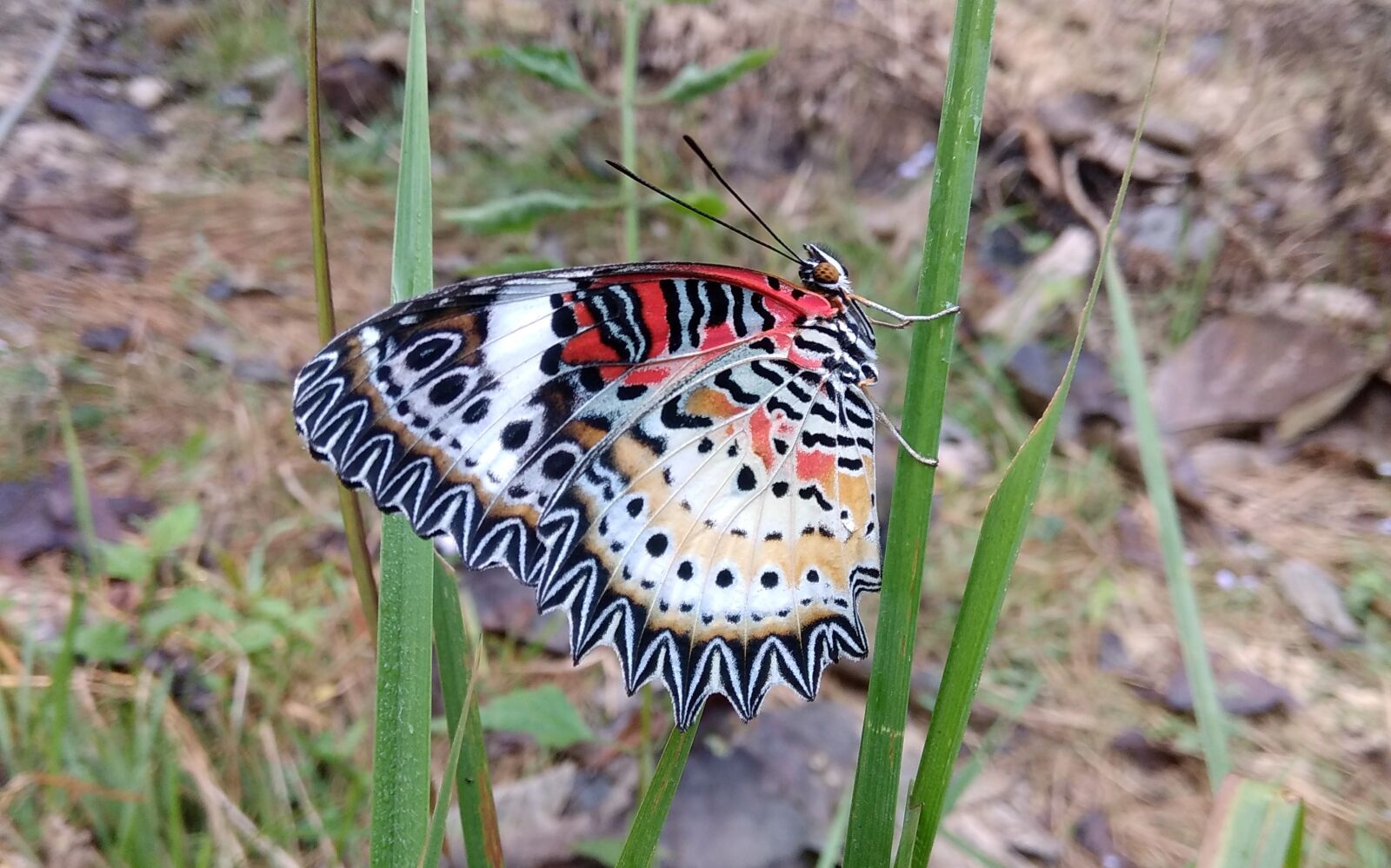 Xiaomi Redmi Note 4 sample photo. Butterfly, wing, closeup photography