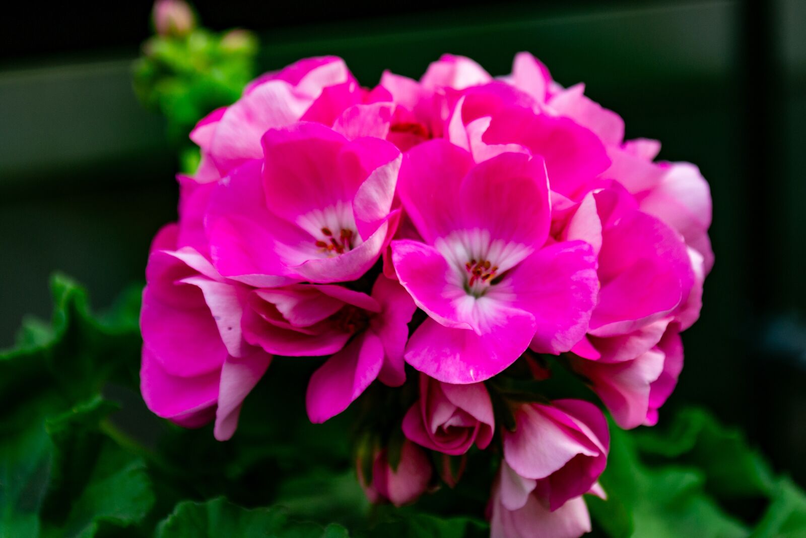 Nikon D3100 sample photo. Flowers, pink, plant photography