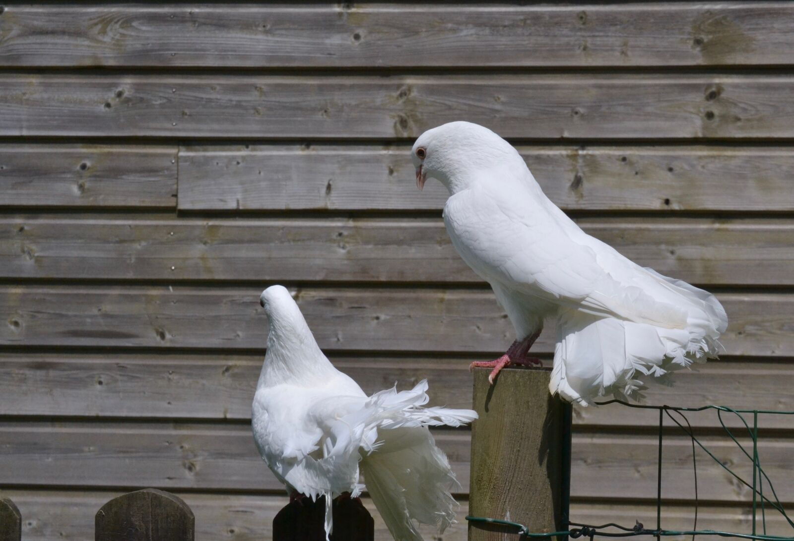 Nikon D3100 sample photo. White pigeon, couple, cooing photography