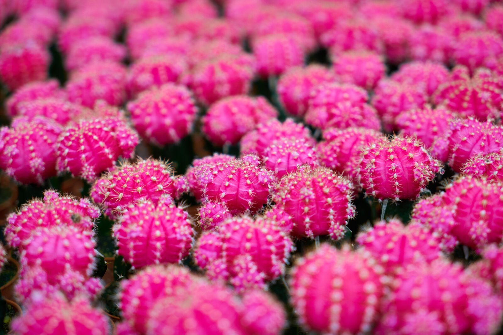 Sony a7R II sample photo. Cactus, plant, macro photography