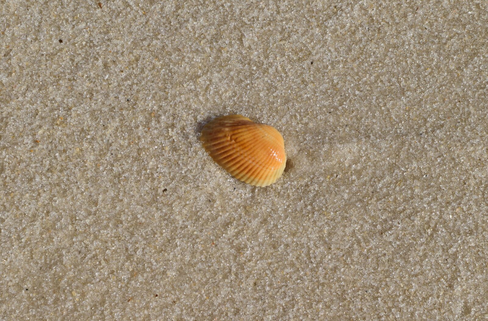 Nikon D3300 sample photo. Yellow shell in wet photography