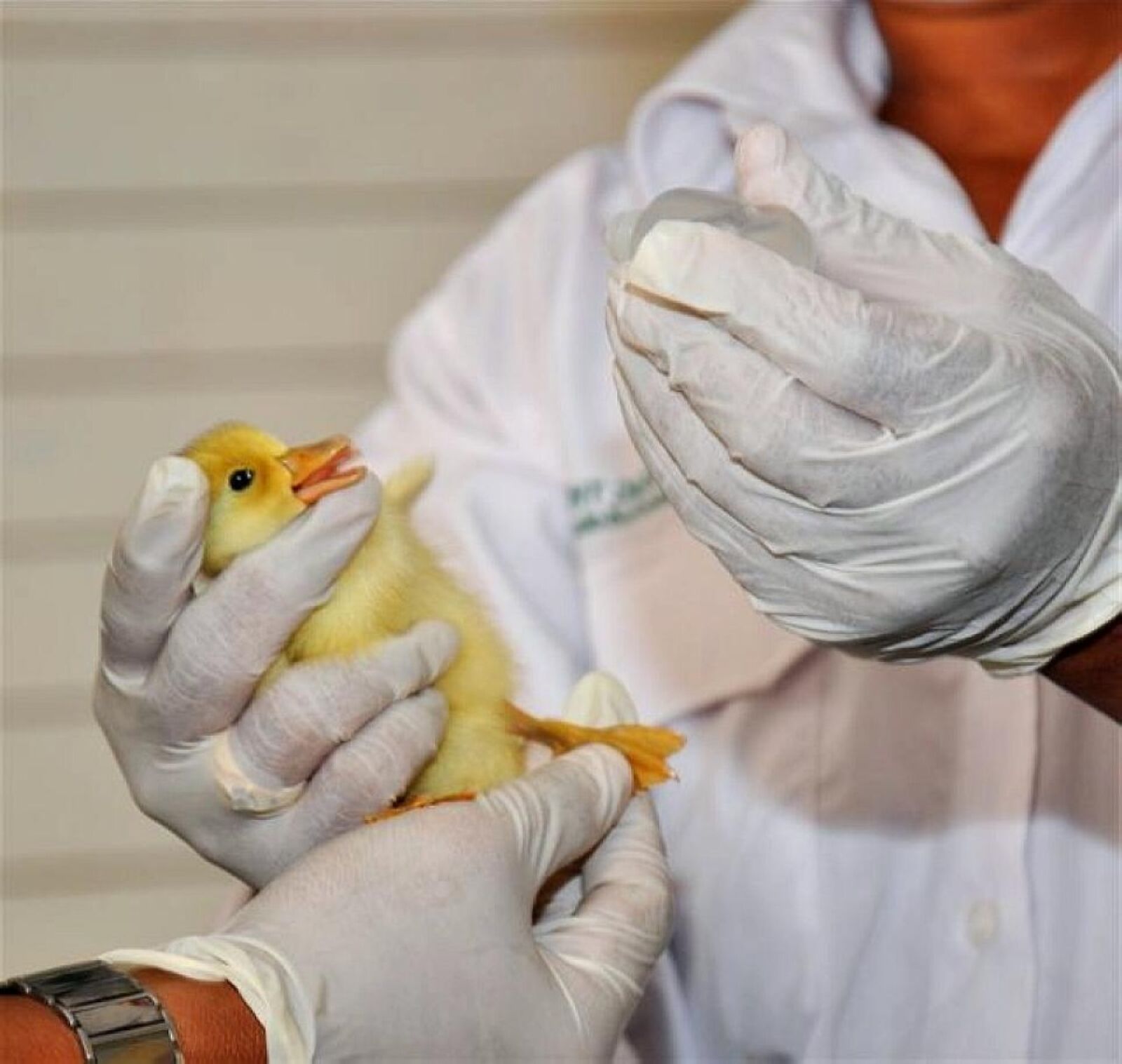 Nikon D90 sample photo. Animal, health, workers, vietnam photography