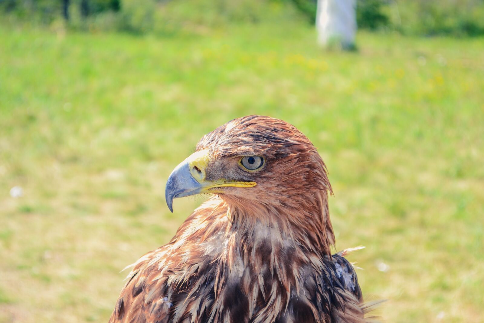 Nikon D3100 sample photo. Golden eagle, kazakhstan, borovoye photography