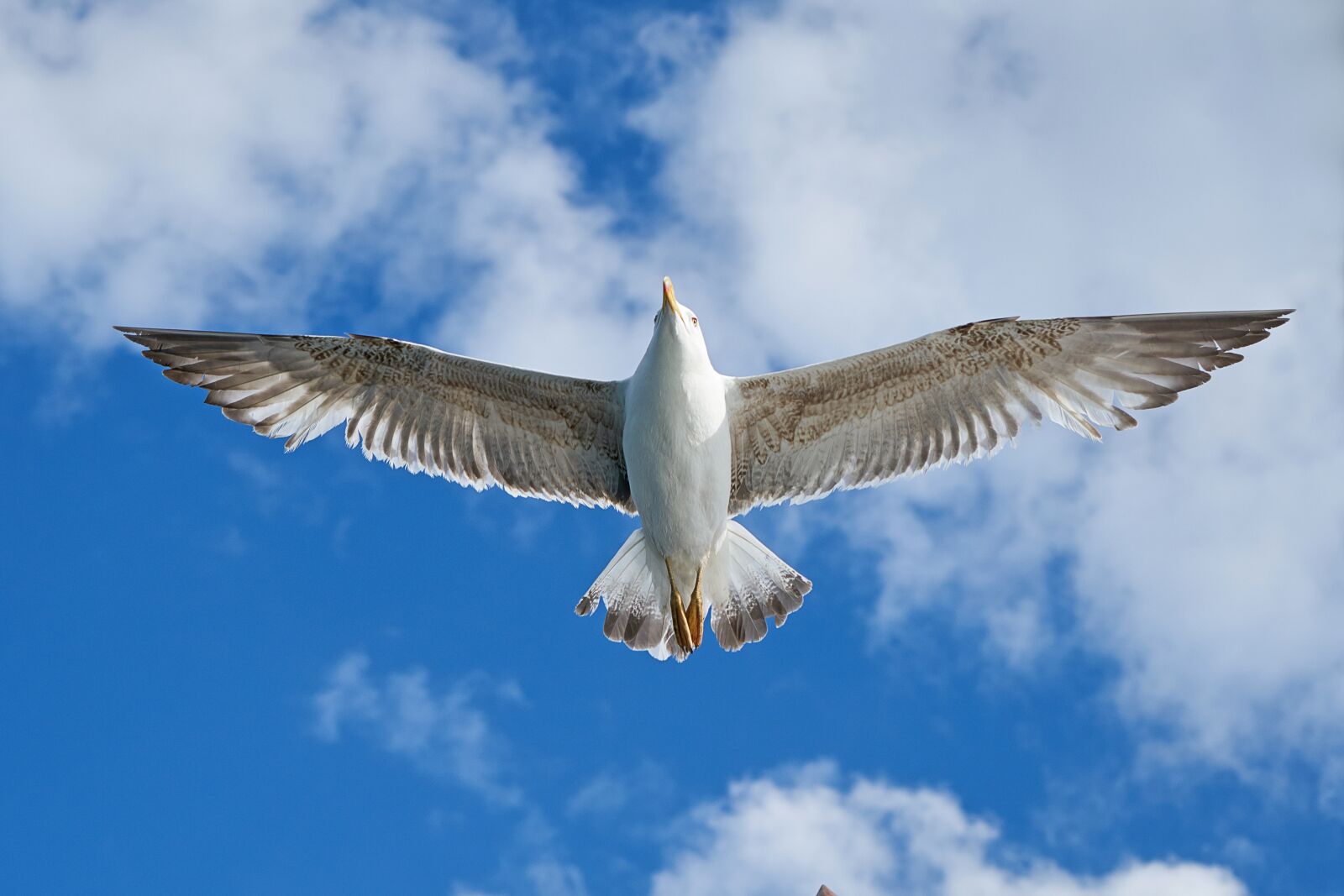 Sony a7R II + Sony Vario Tessar T* FE 24-70mm F4 ZA OSS sample photo. Seagull, bird, wing photography