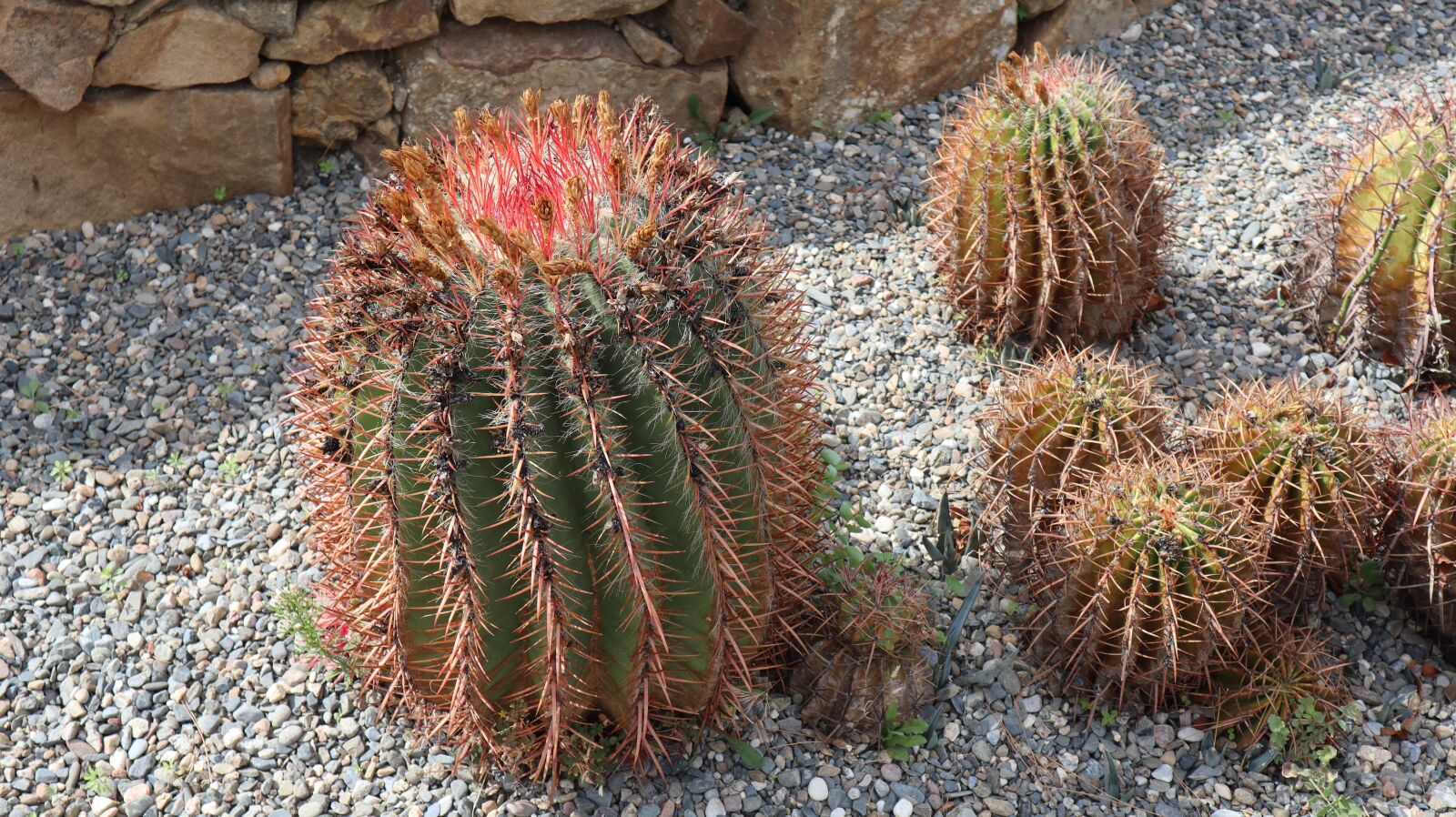 Canon EF-M 15-45mm F3.5-6.3 IS STM sample photo. Cactus, plant, succulent photography