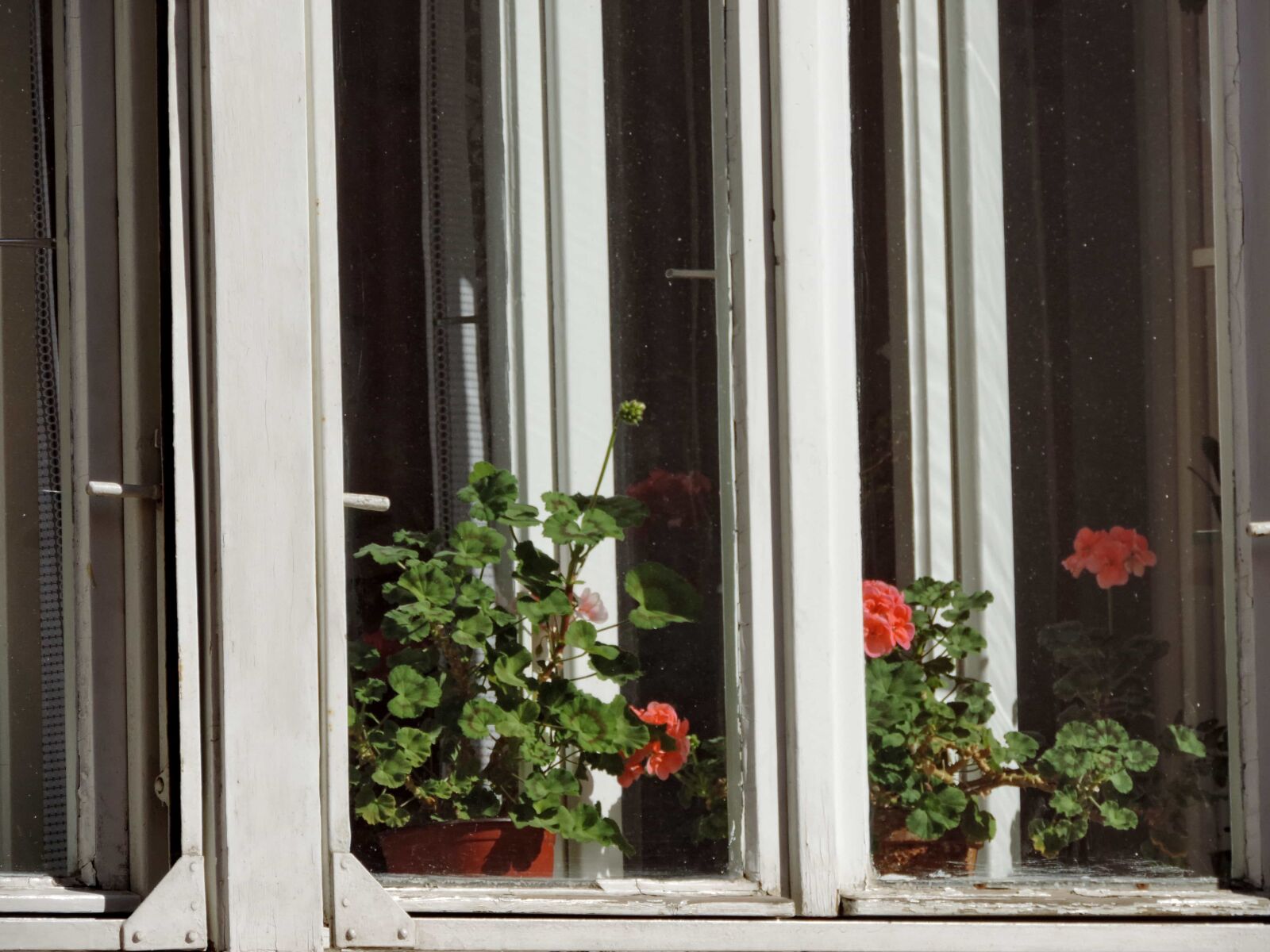 Nikon Coolpix P520 sample photo. Bouquet, flowerpot, window, sill photography