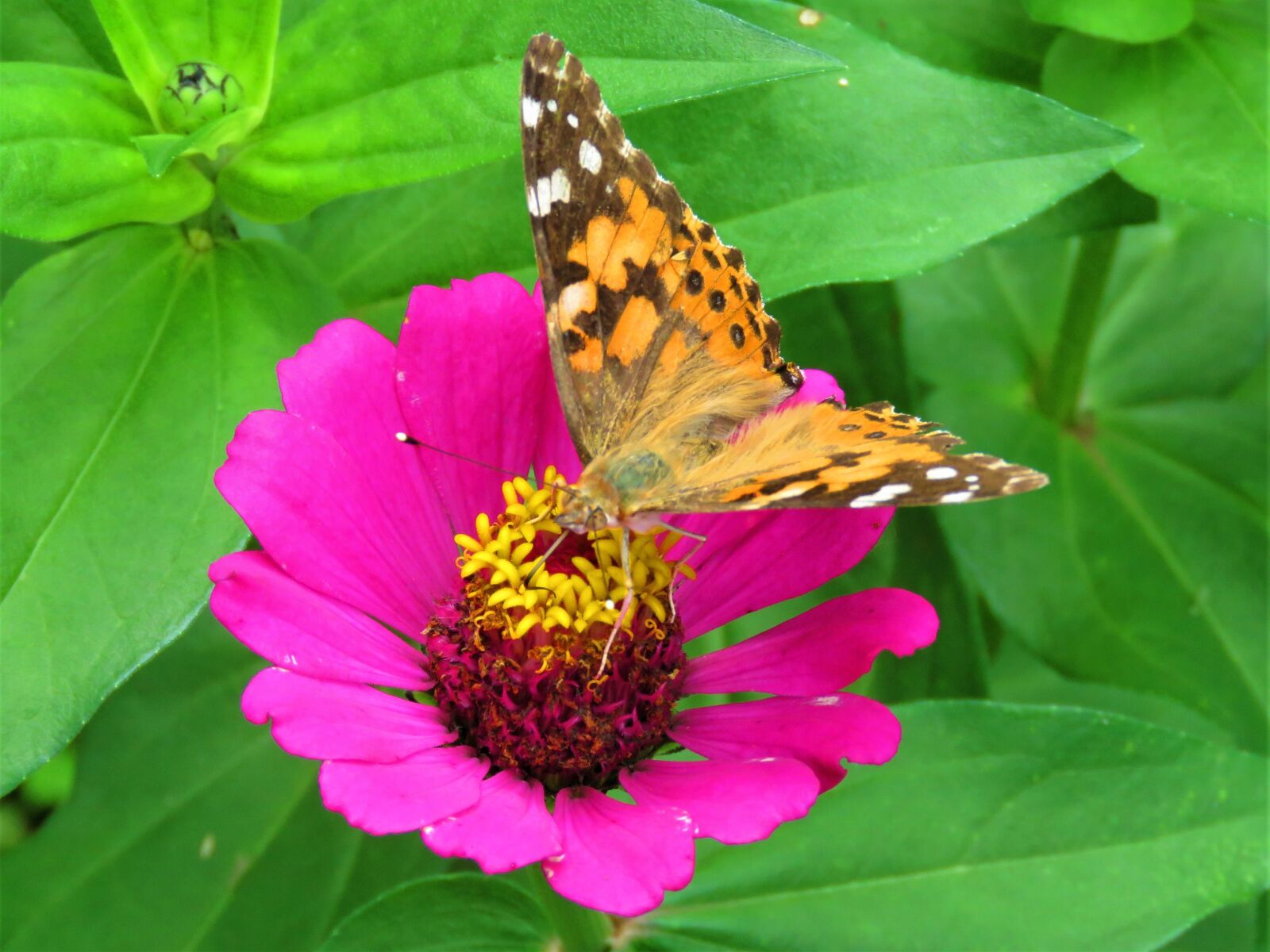 Canon PowerShot SX60 HS sample photo. Butterfly, pink flower, tropical photography