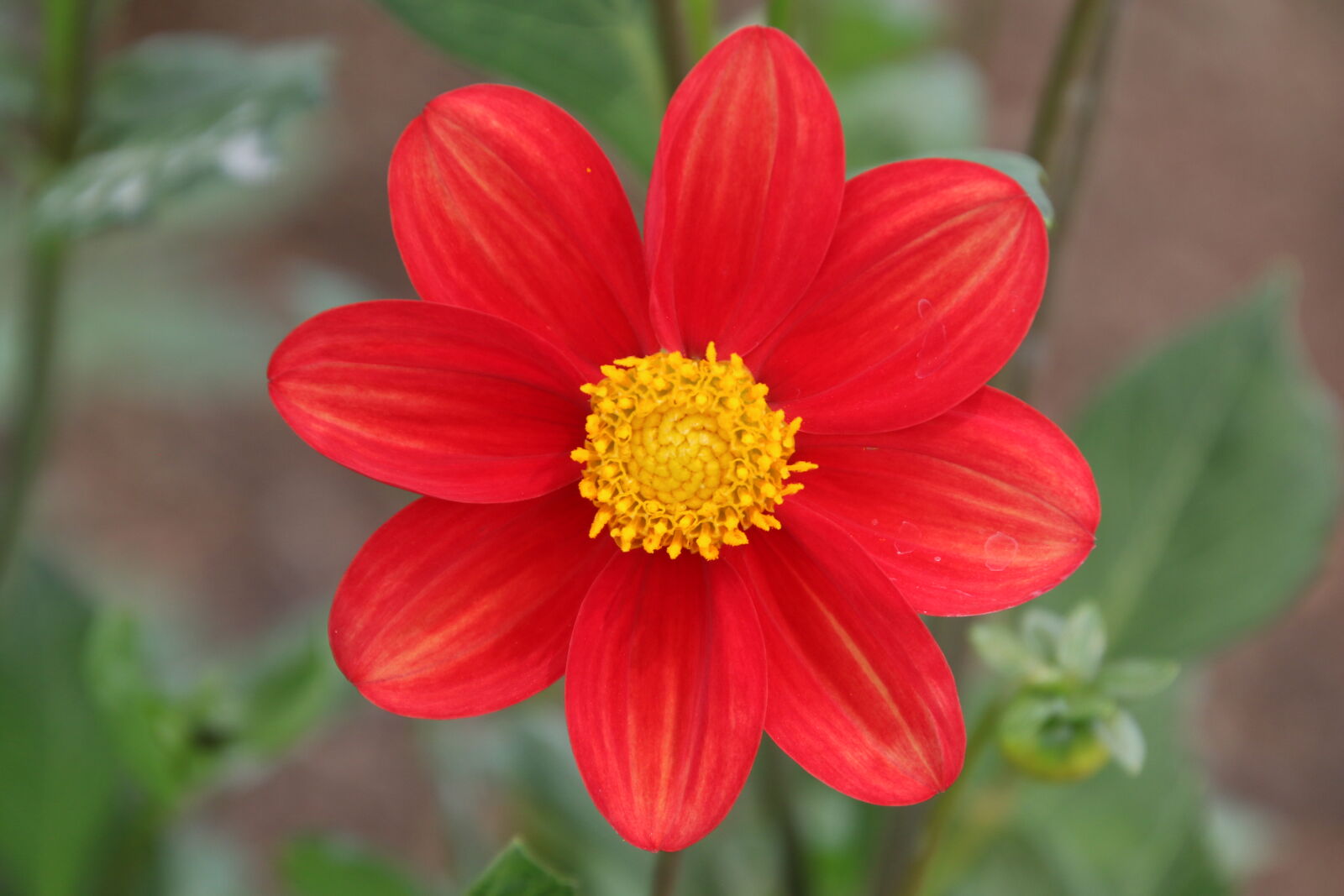 Canon EOS 7D Mark II sample photo. Garden, green, grow, nature photography
