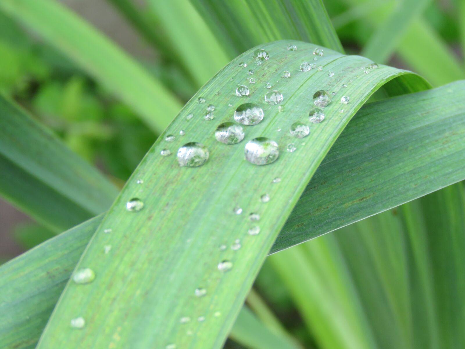 Canon PowerShot SX60 HS sample photo. Raindrops, sheet, green photography