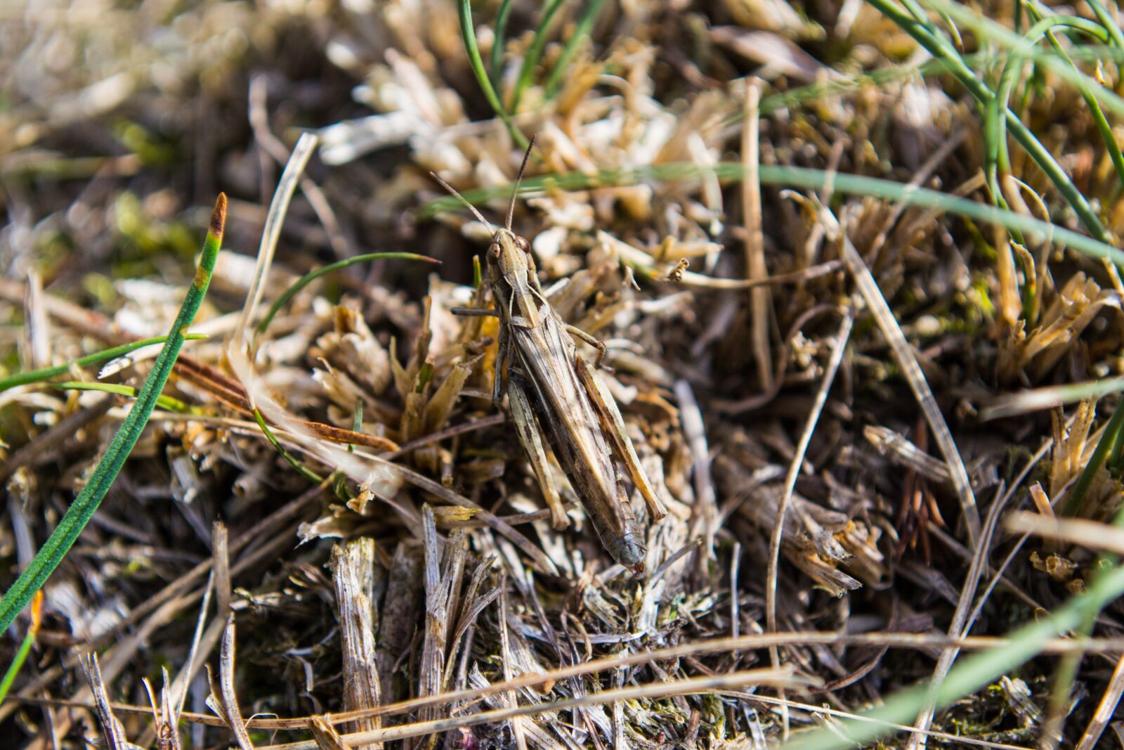Nikon D3100 sample photo. Grille, grass, insect photography