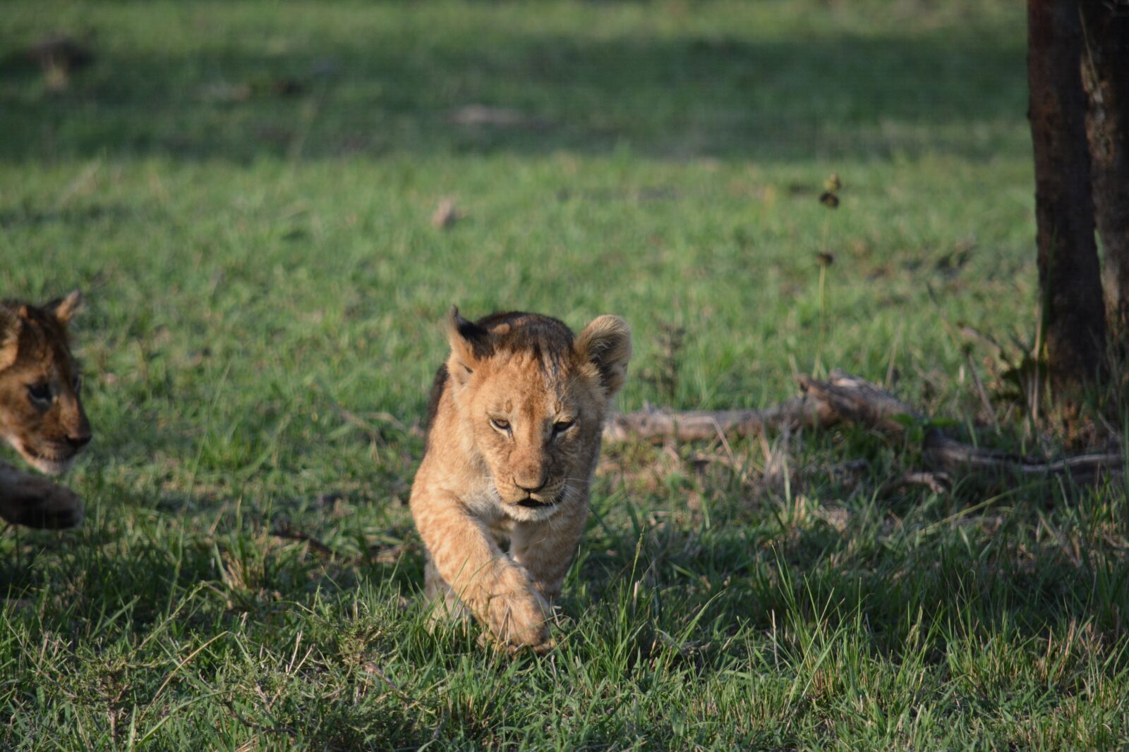 Nikon D7100 sample photo. Africa, cute, cute, animals photography