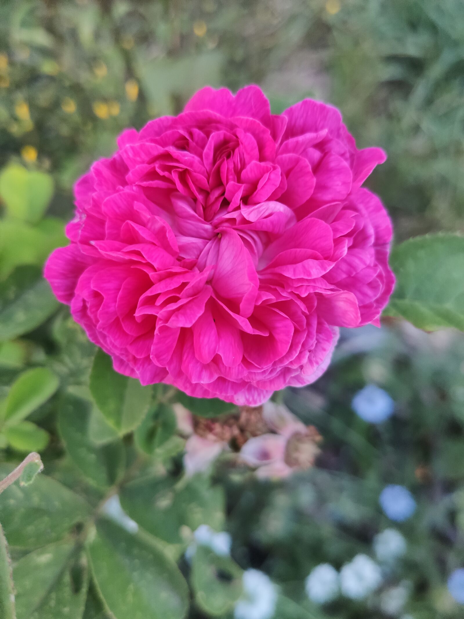 Xiaomi MI 9 sample photo. Flower, summer, garden photography