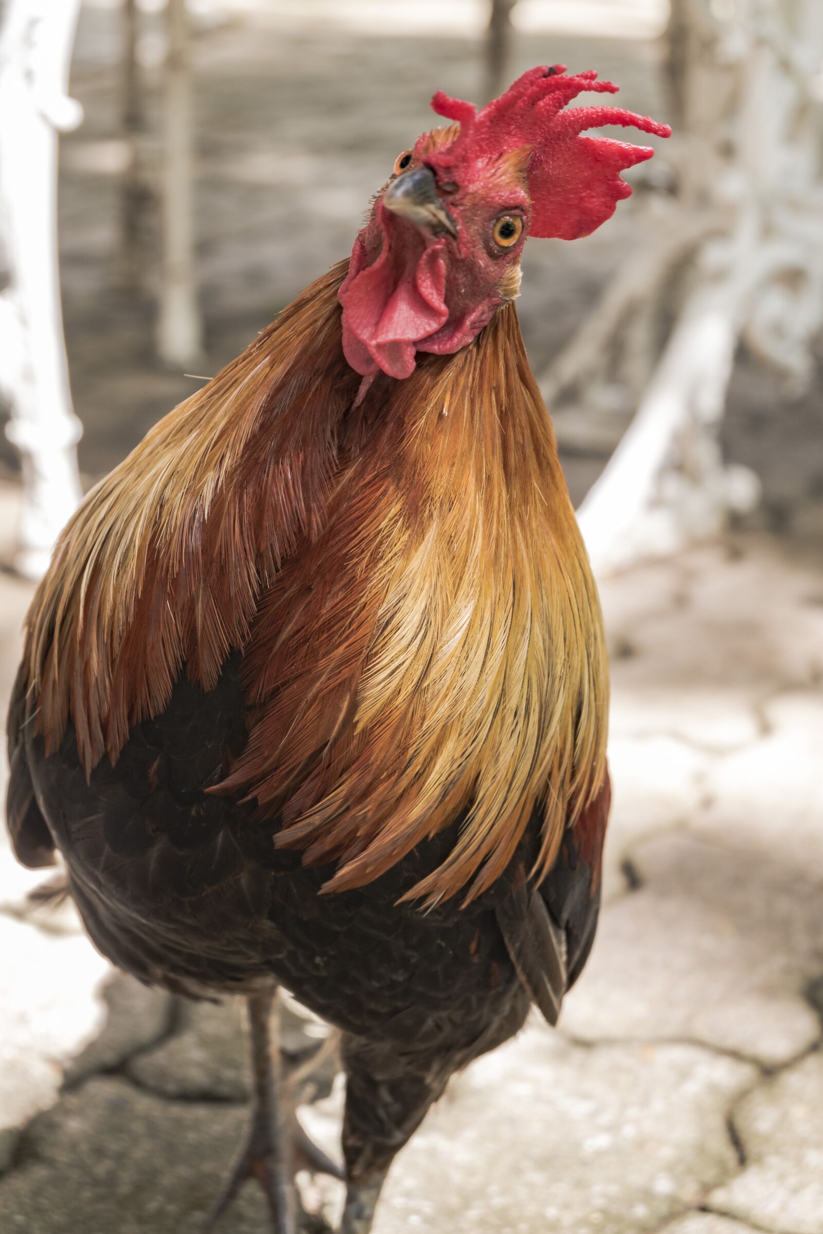 Fujifilm X-A2 sample photo. Chicken, beak, hair photography