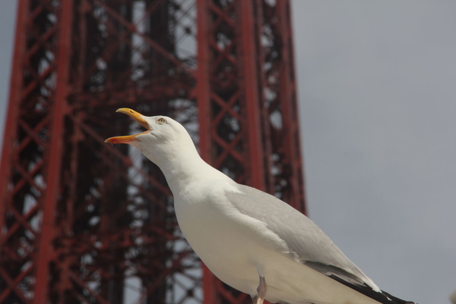 Canon EOS 550D (EOS Rebel T2i / EOS Kiss X4) sample photo. Bird, birdwatching, blackpool photography