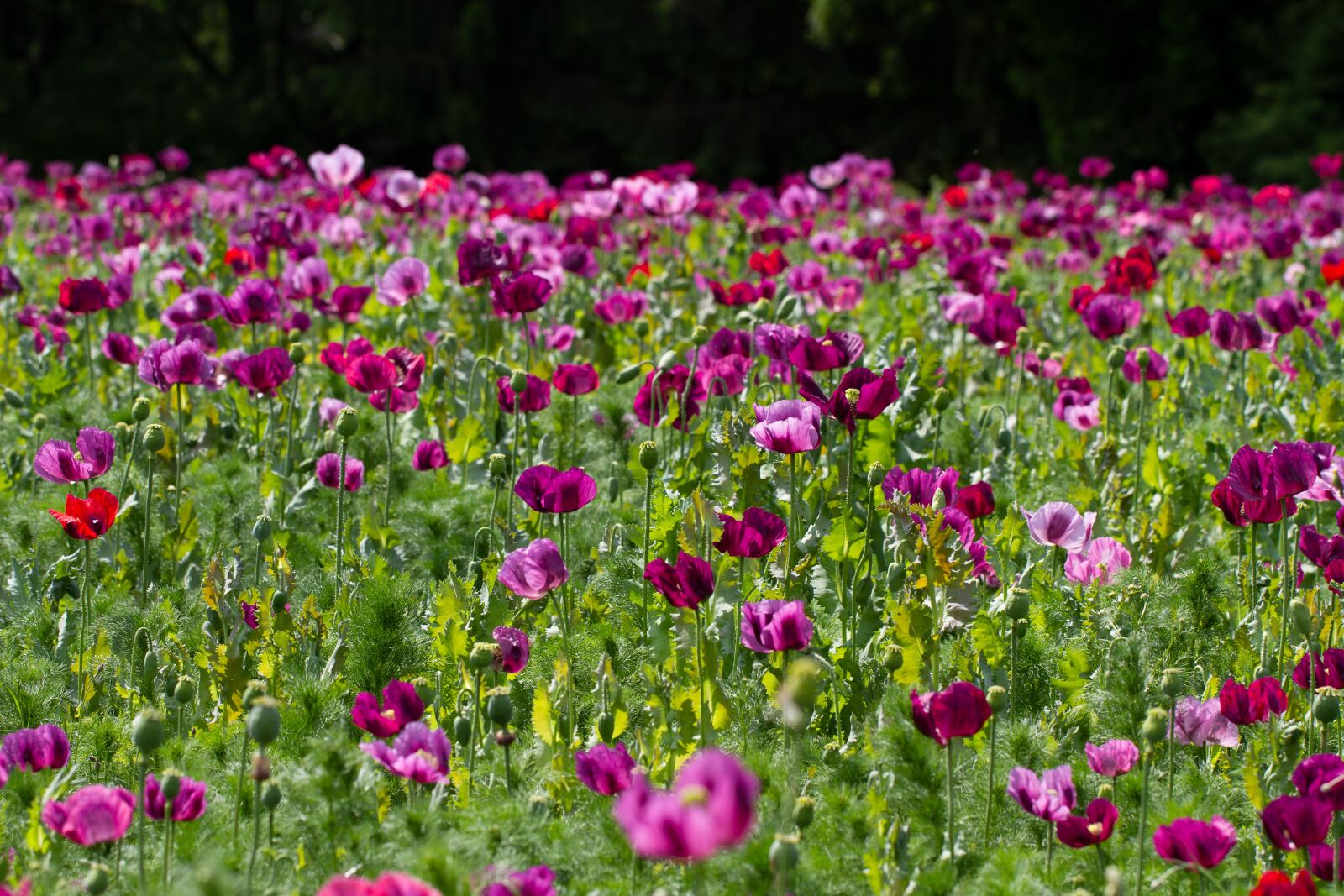 Canon EOS 7D sample photo. Poppy, violet, poppy flower photography