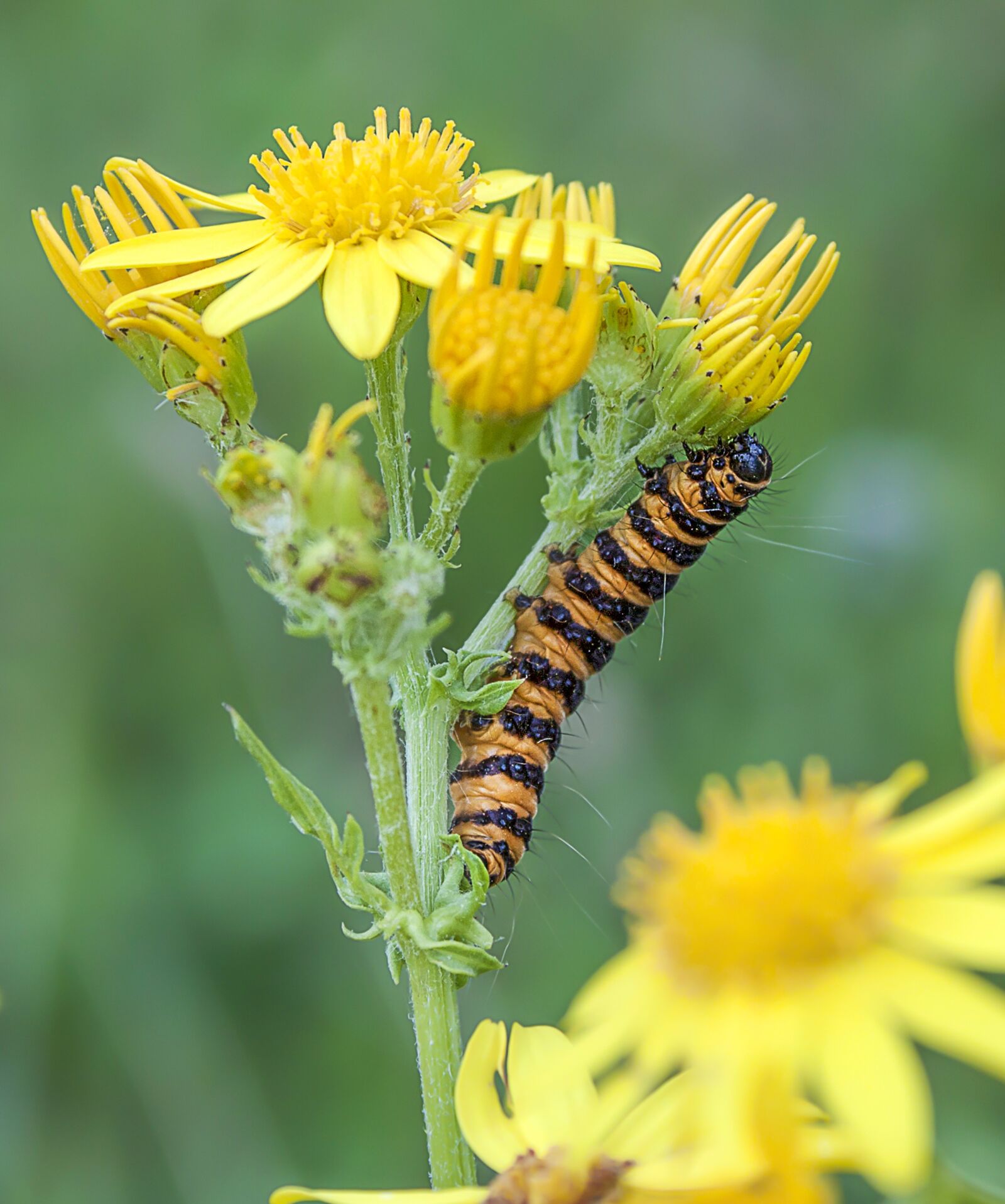 Canon EOS 500D (EOS Rebel T1i / EOS Kiss X3) sample photo. Cinnabar-moth, caterpillar, larva photography