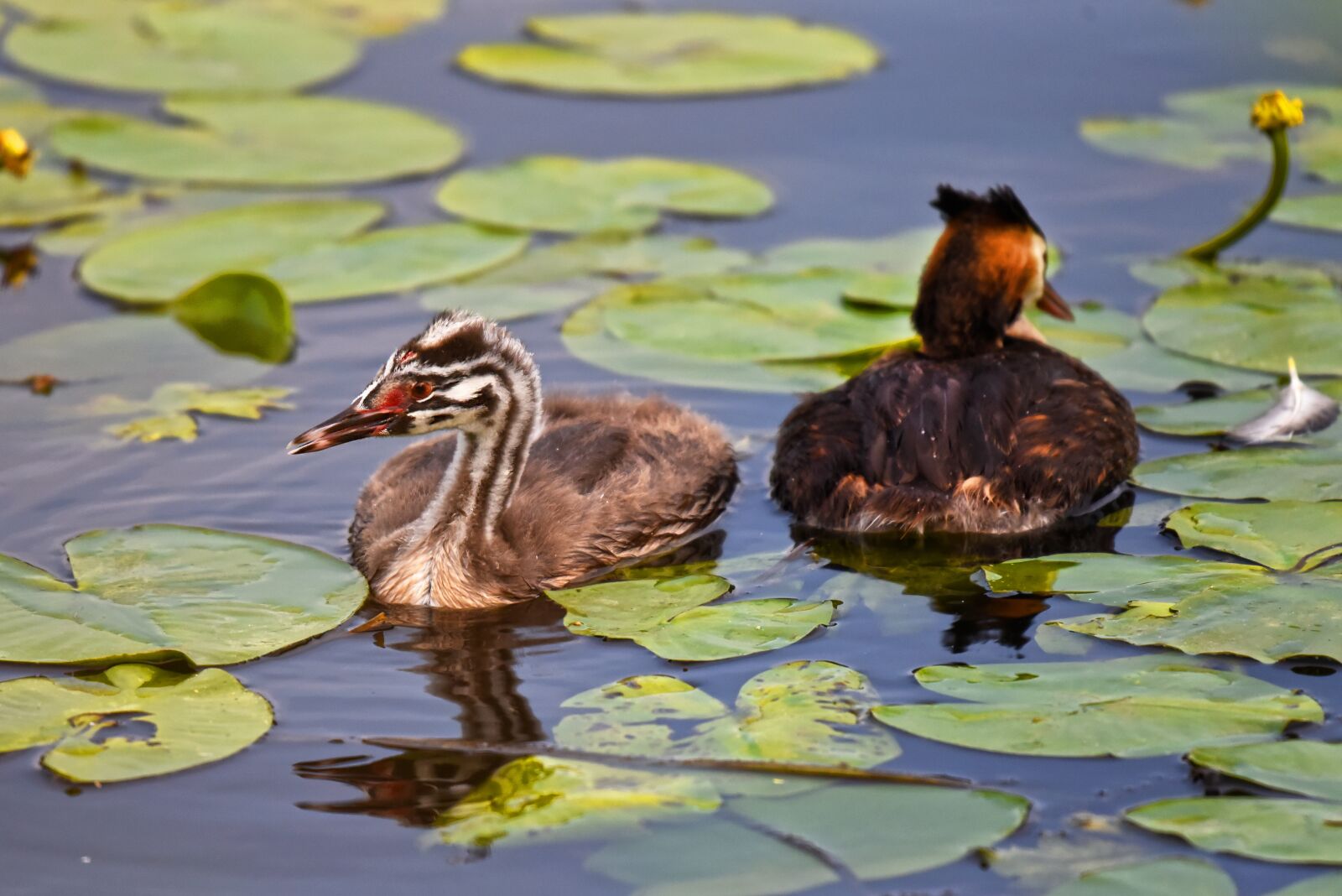 Nikon D750 sample photo. Great crested grebe, waterbird photography