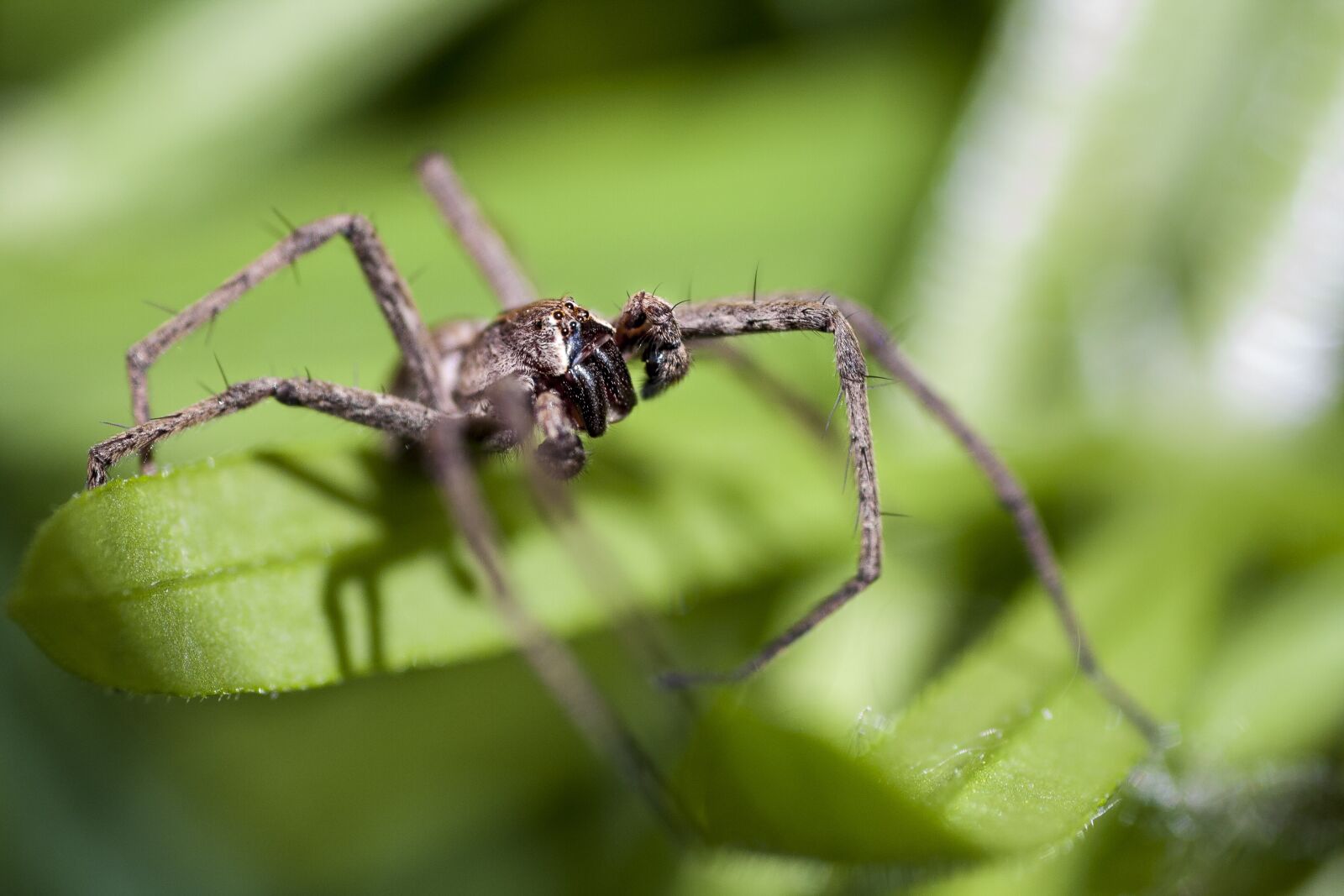 Canon EOS 40D sample photo. Spider, macro, feet photography