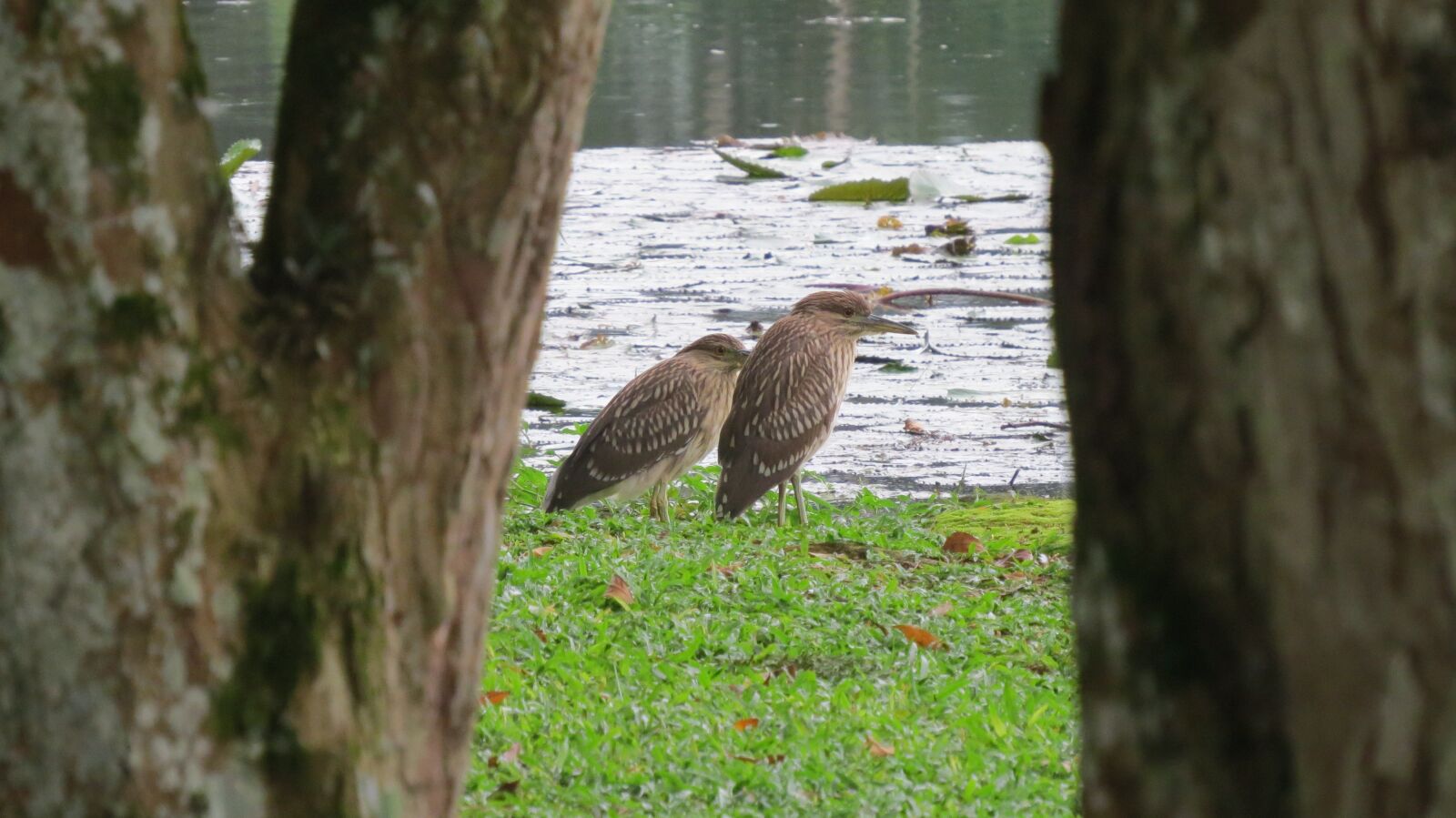 Canon PowerShot SX50 HS sample photo. Ave, nature, animals photography