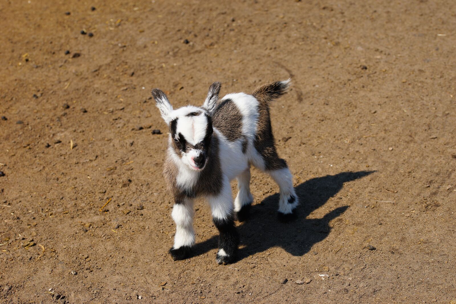 Sony a99 II sample photo. Goat, kitz, animal photography