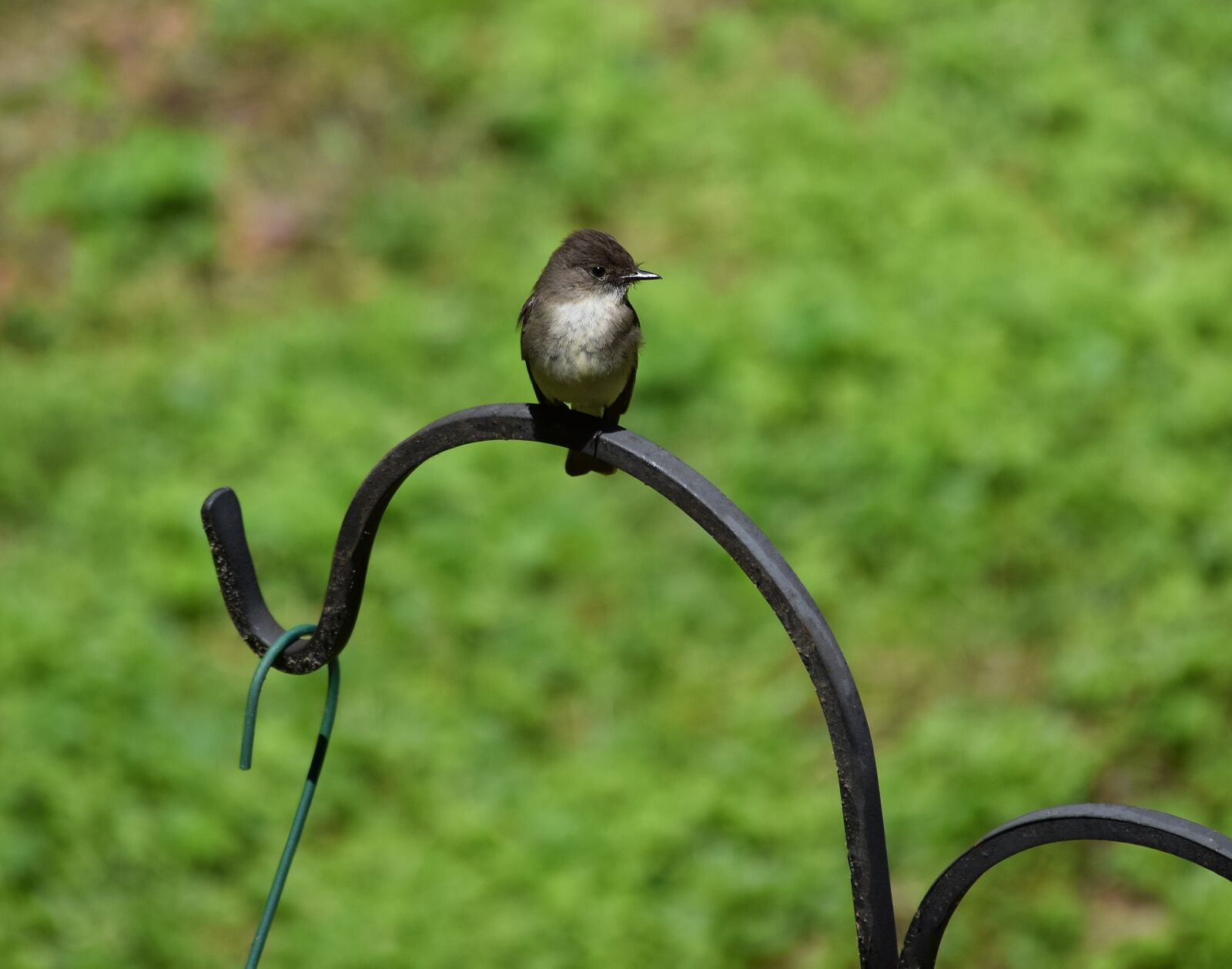 Nikon D3300 sample photo. Eastern phoebe, tyrant flycatcher photography