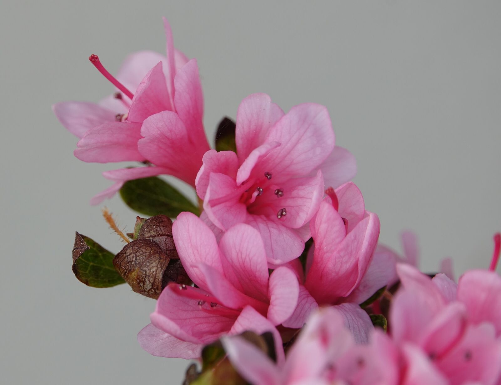 Sony Cyber-shot DSC-RX10 III sample photo. Flower, nature, plant photography
