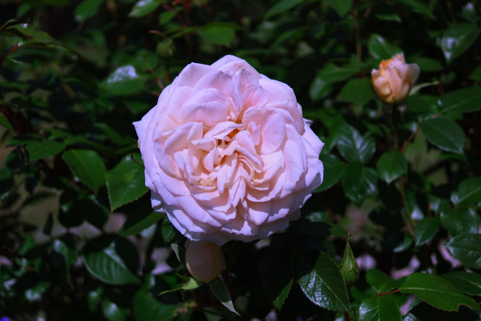Sony SLT-A68 sample photo. Blossom, bloom, rose photography