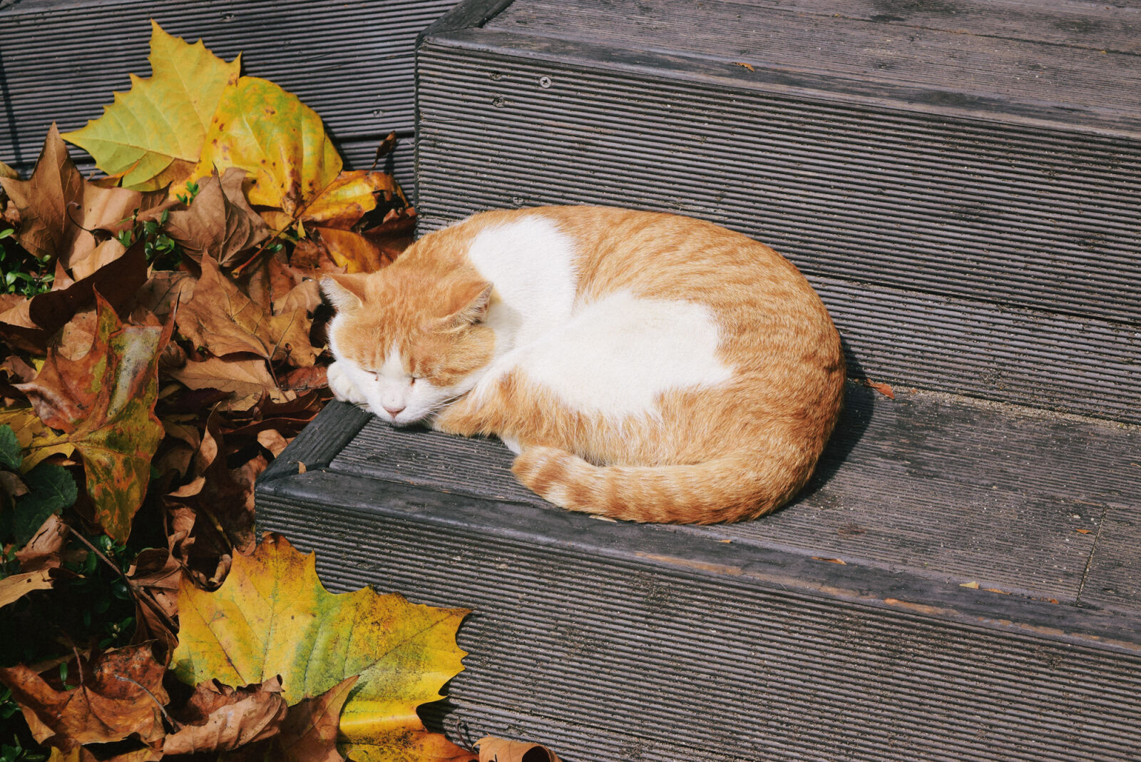 Nikon D5300 sample photo. Cat photography