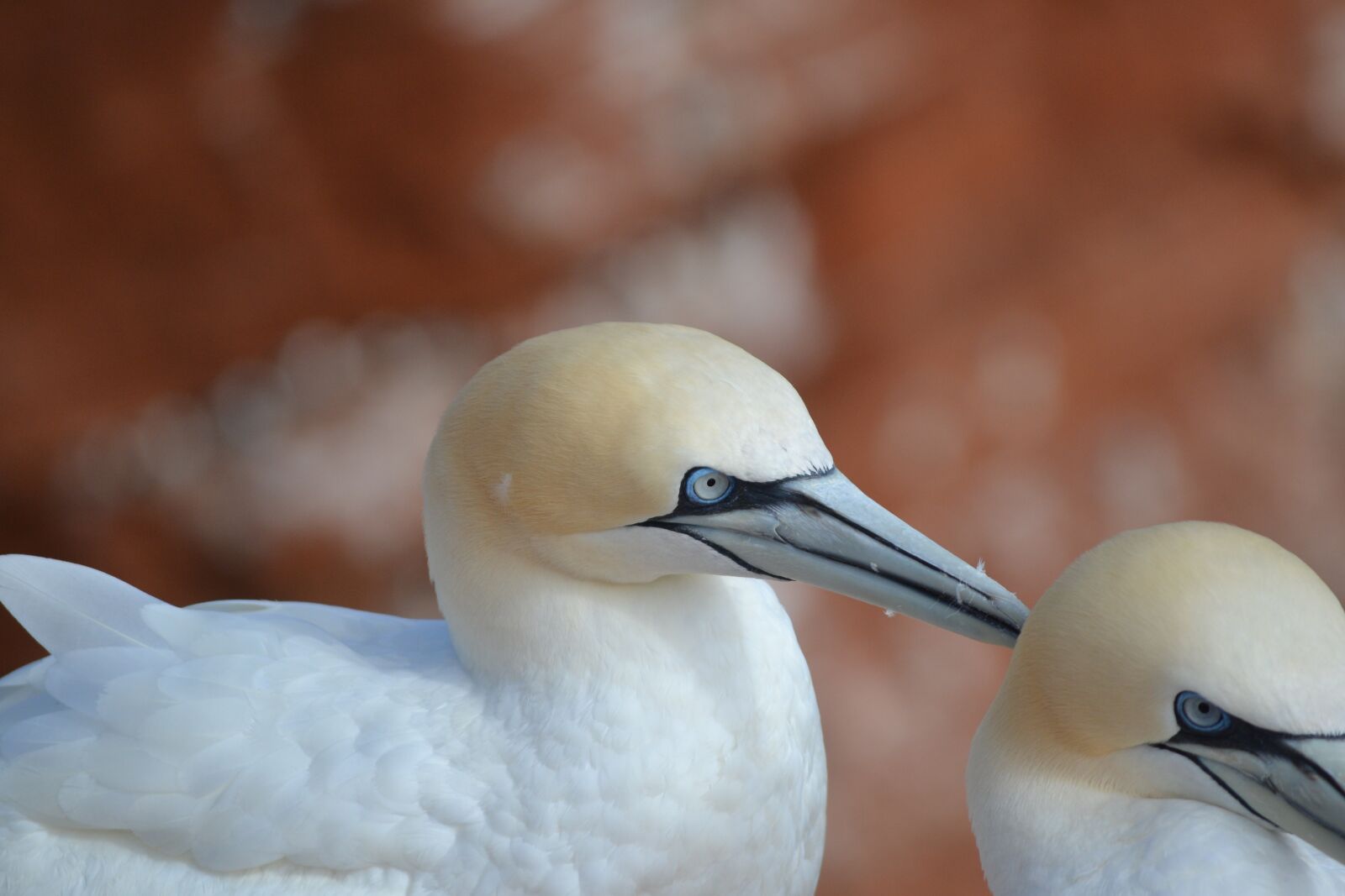 Nikon D3100 sample photo. Morus bassanus, helgoland, north photography