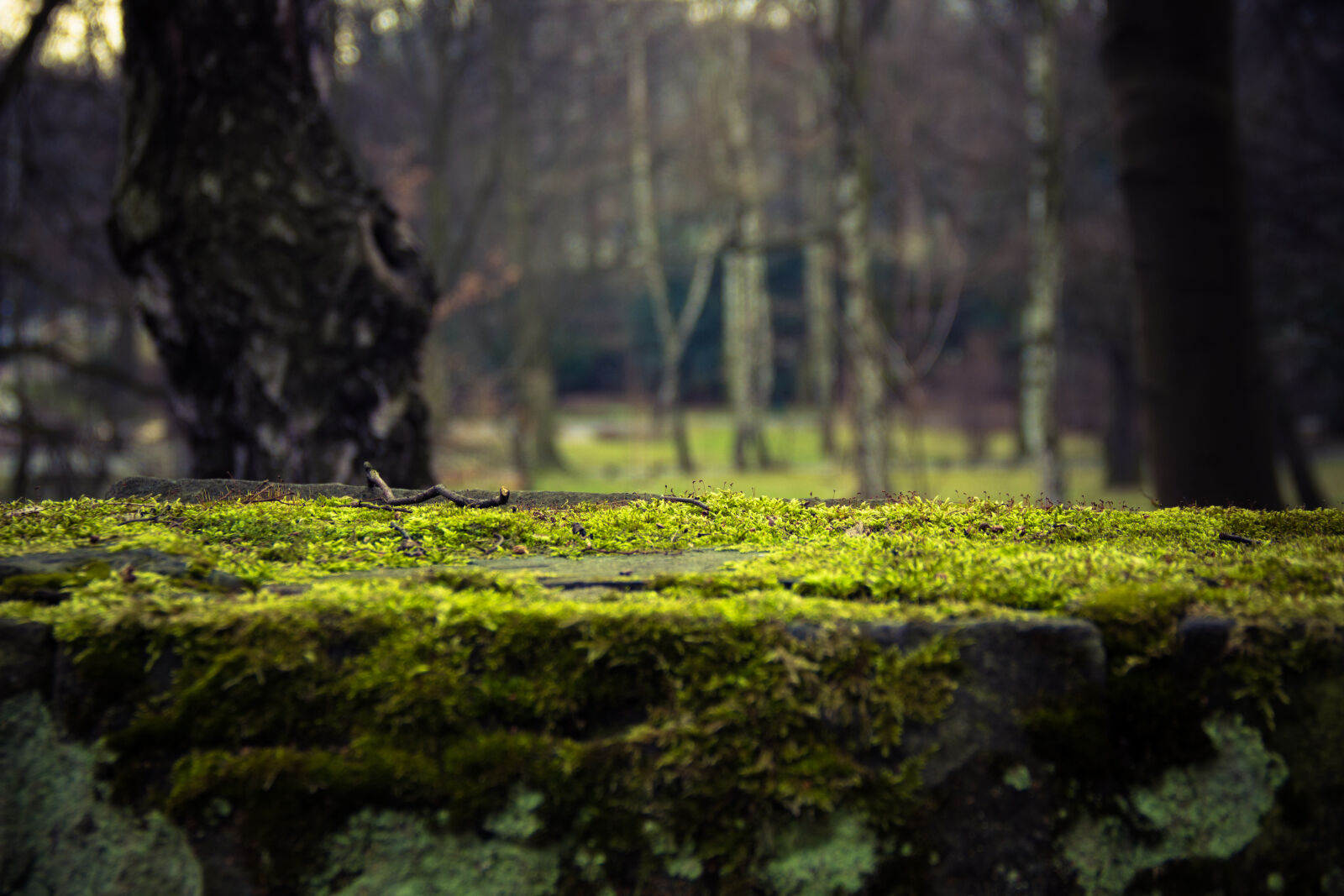 Canon EOS 600D (Rebel EOS T3i / EOS Kiss X5) sample photo. Forest, stick, wood photography