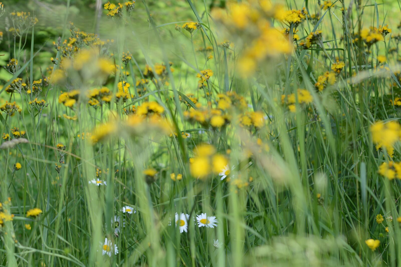Nikon D7100 sample photo. Wildflower, flowers, wildflowers photography