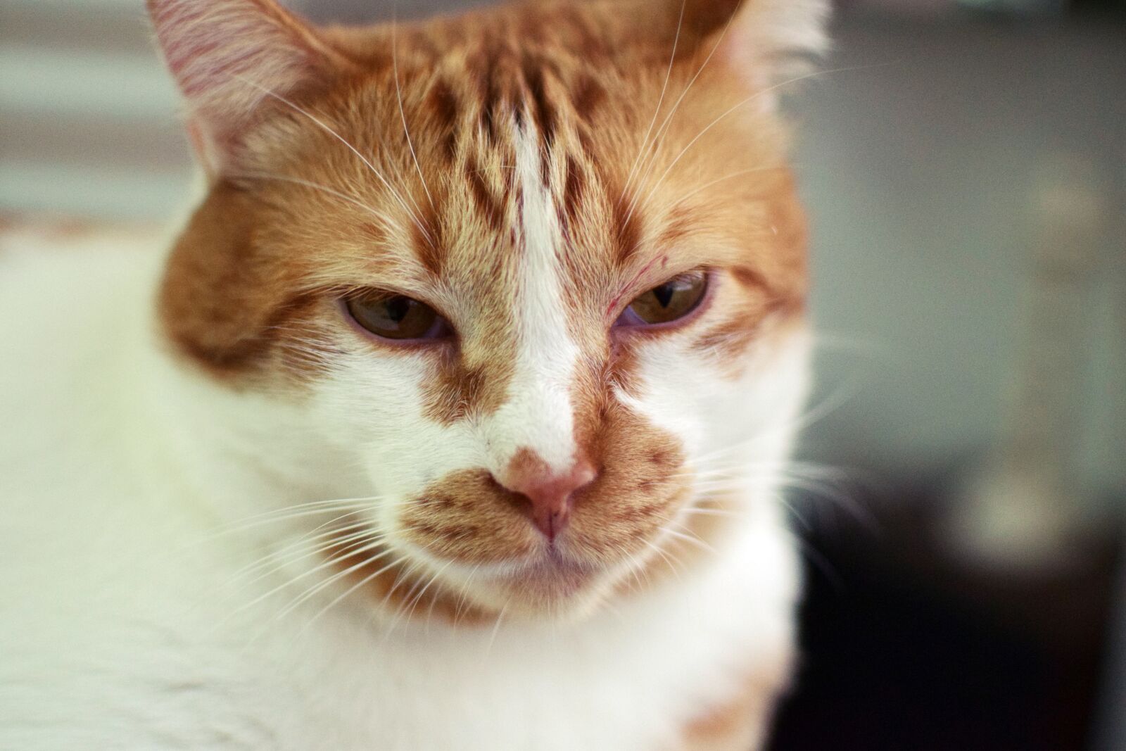 Nikon D5300 sample photo. Cat, cute, pet photography