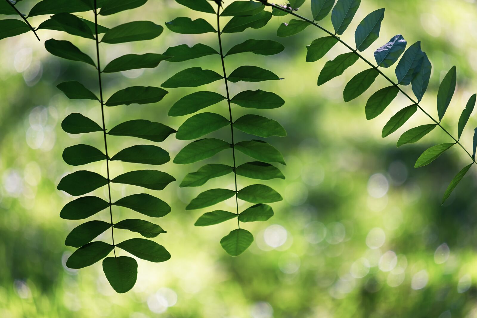 Fujifilm XF 55-200mm F3.5-4.8 R LM OIS sample photo. Leaves, branch, plant photography
