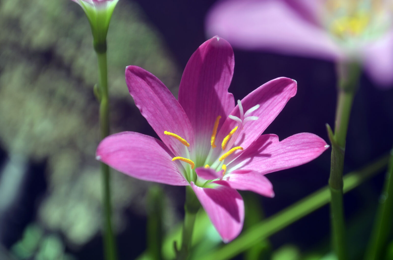 Nikon D5100 + AF Nikkor 50mm f/1.4 sample photo. Beautiful, flowers, flowers, pink photography