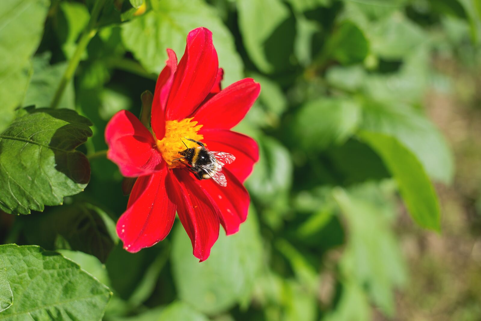 Canon EF 40mm F2.8 STM sample photo. Nature, bee, bumblebee photography