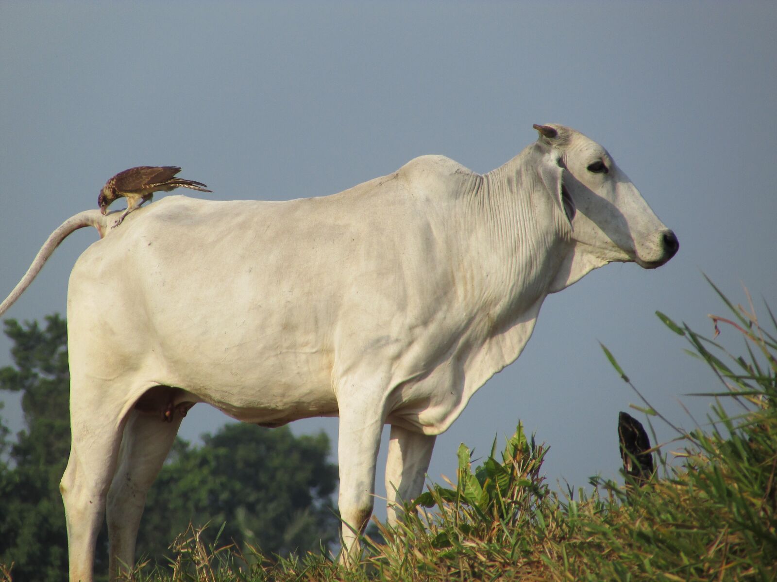 Canon PowerShot SX400 IS sample photo. Lawn, animalia, rural area photography