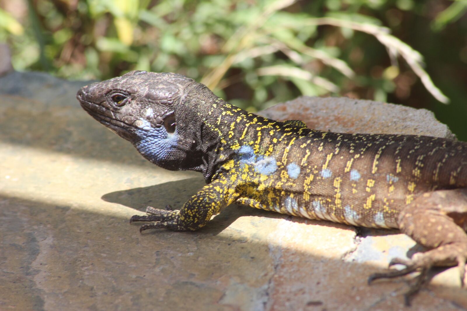 Canon EOS 600D (Rebel EOS T3i / EOS Kiss X5) sample photo. Animals, reptiles, reptile photography