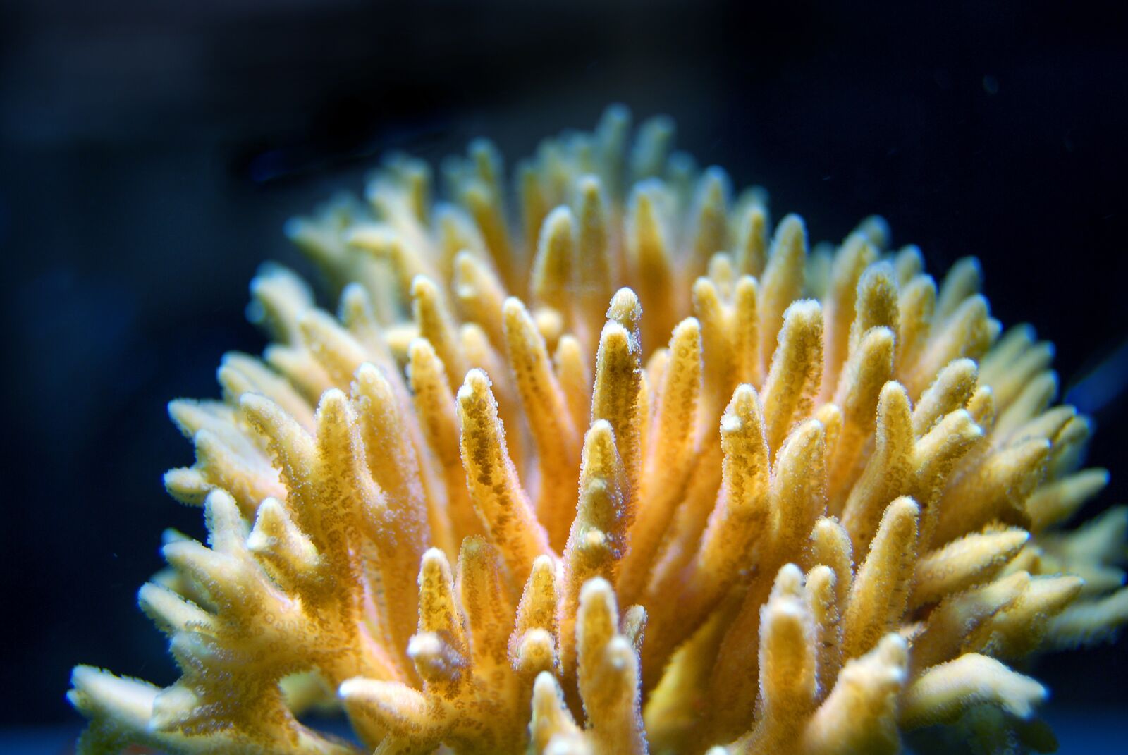 Nikon D40X sample photo. Coral, reef, sea photography